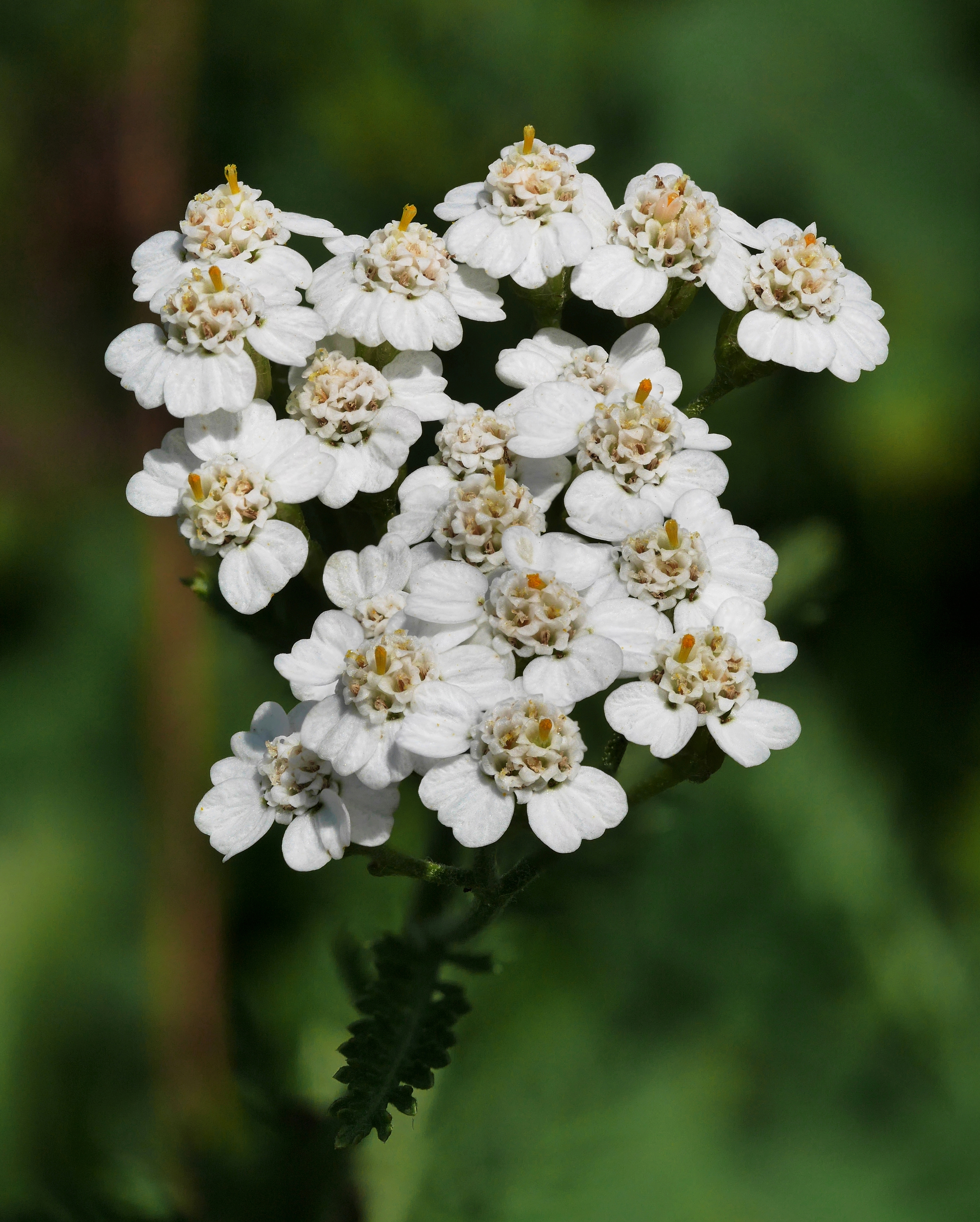 Historical botanical illustration of Common Yarrow