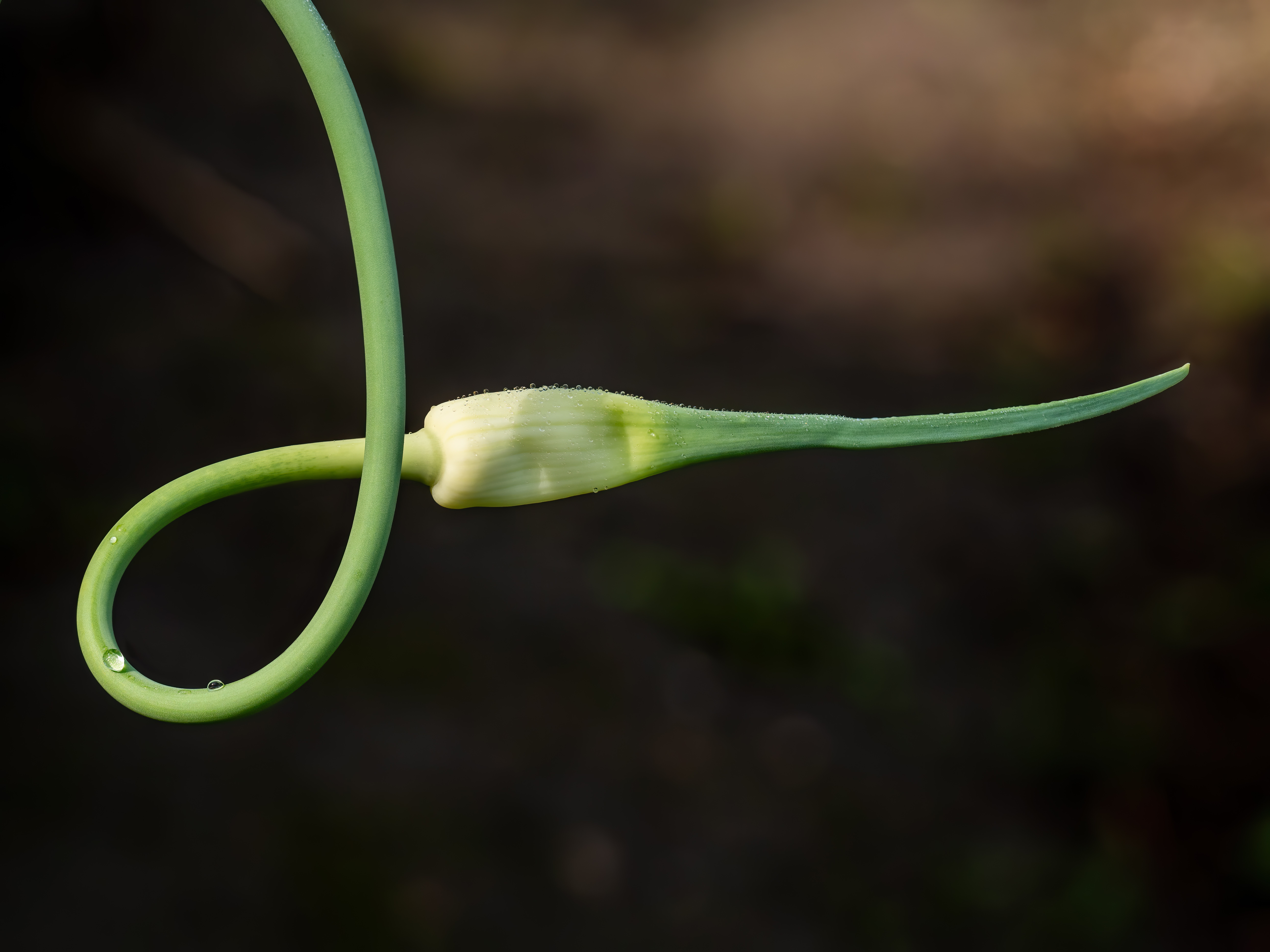 Historical botanical illustration of Garlic