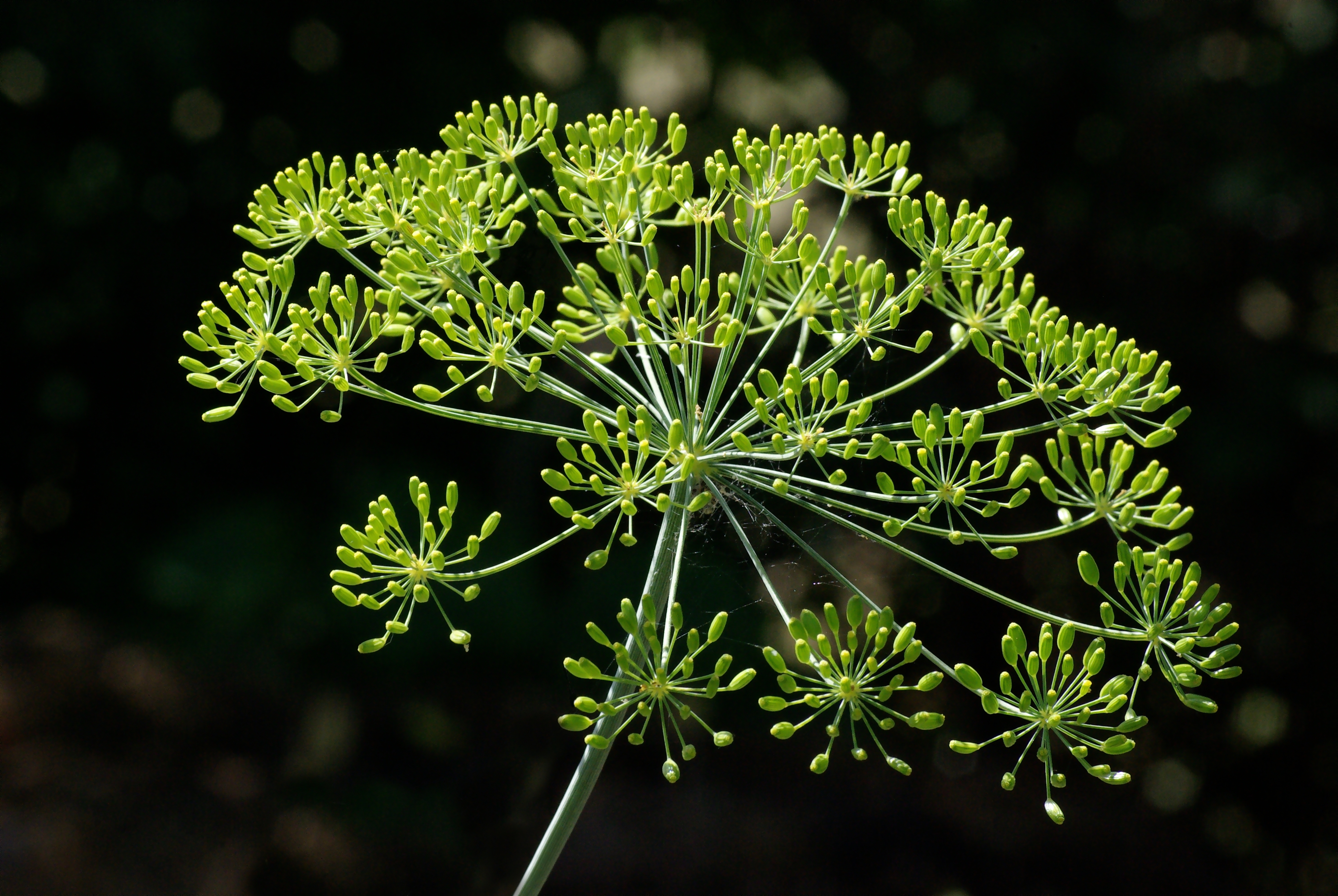 Historical botanical illustration of Dill