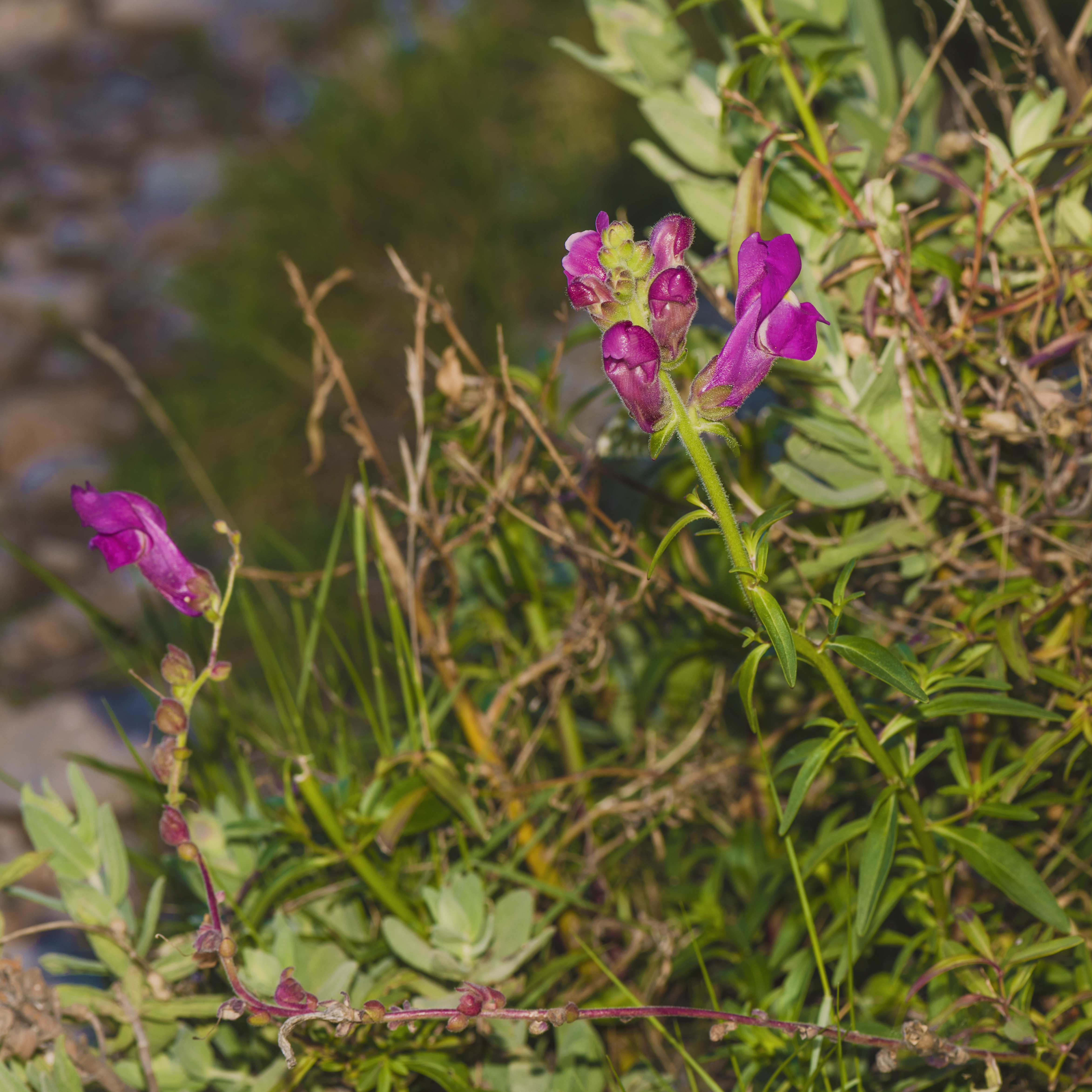 Historical botanical illustration of Snapdragon