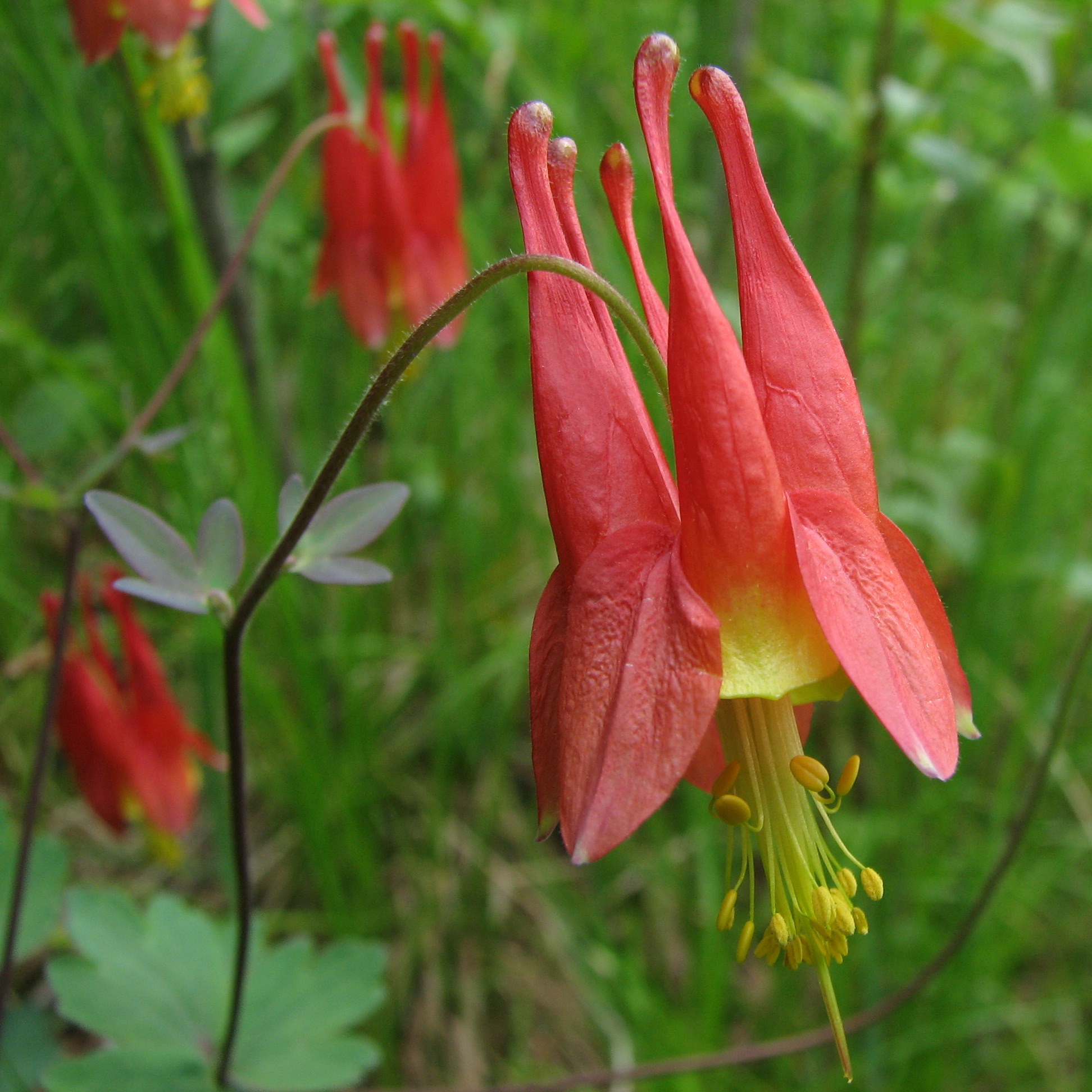 Historical botanical illustration of Red Columbine
