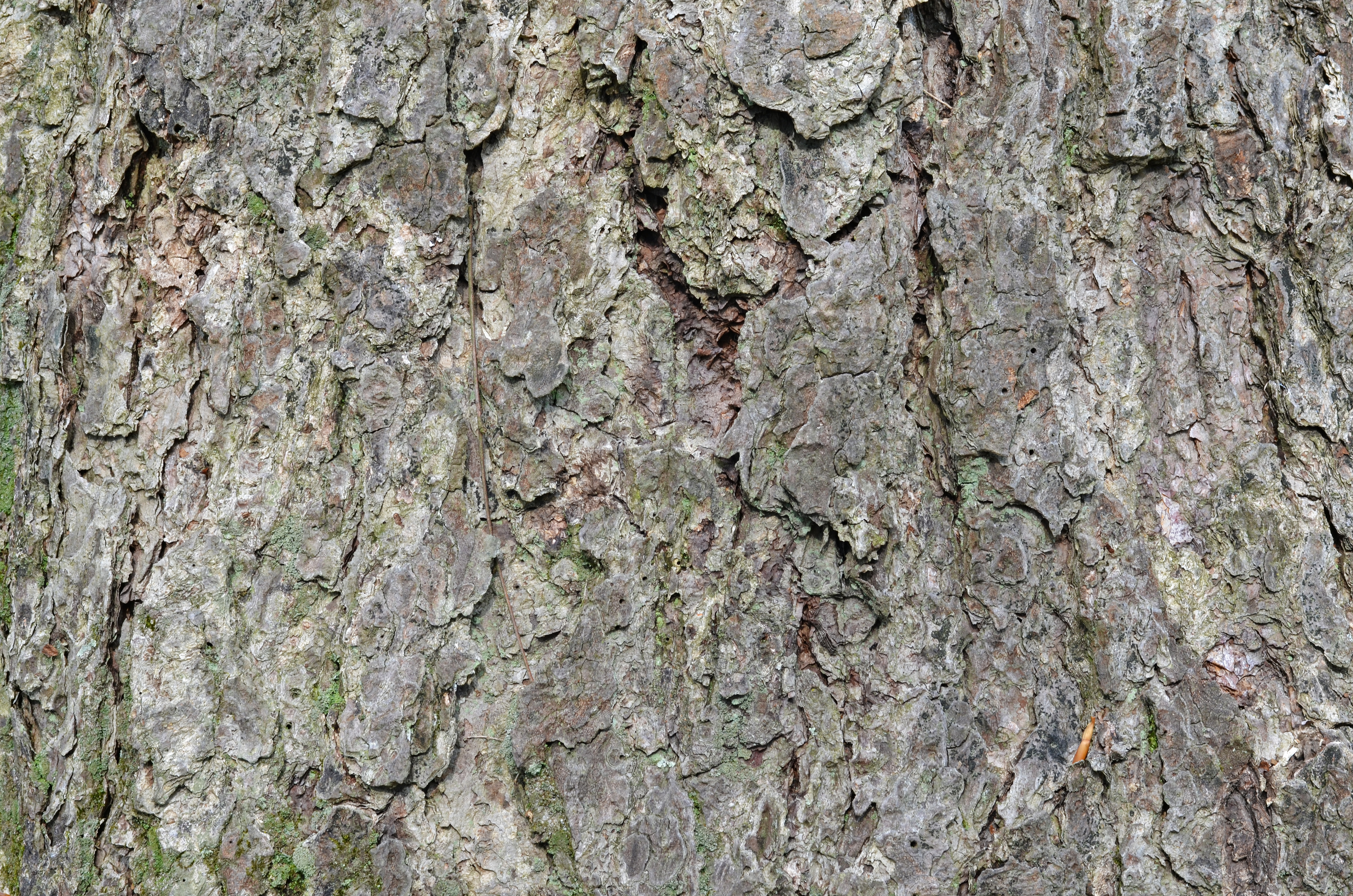 Historical botanical illustration of River Birch