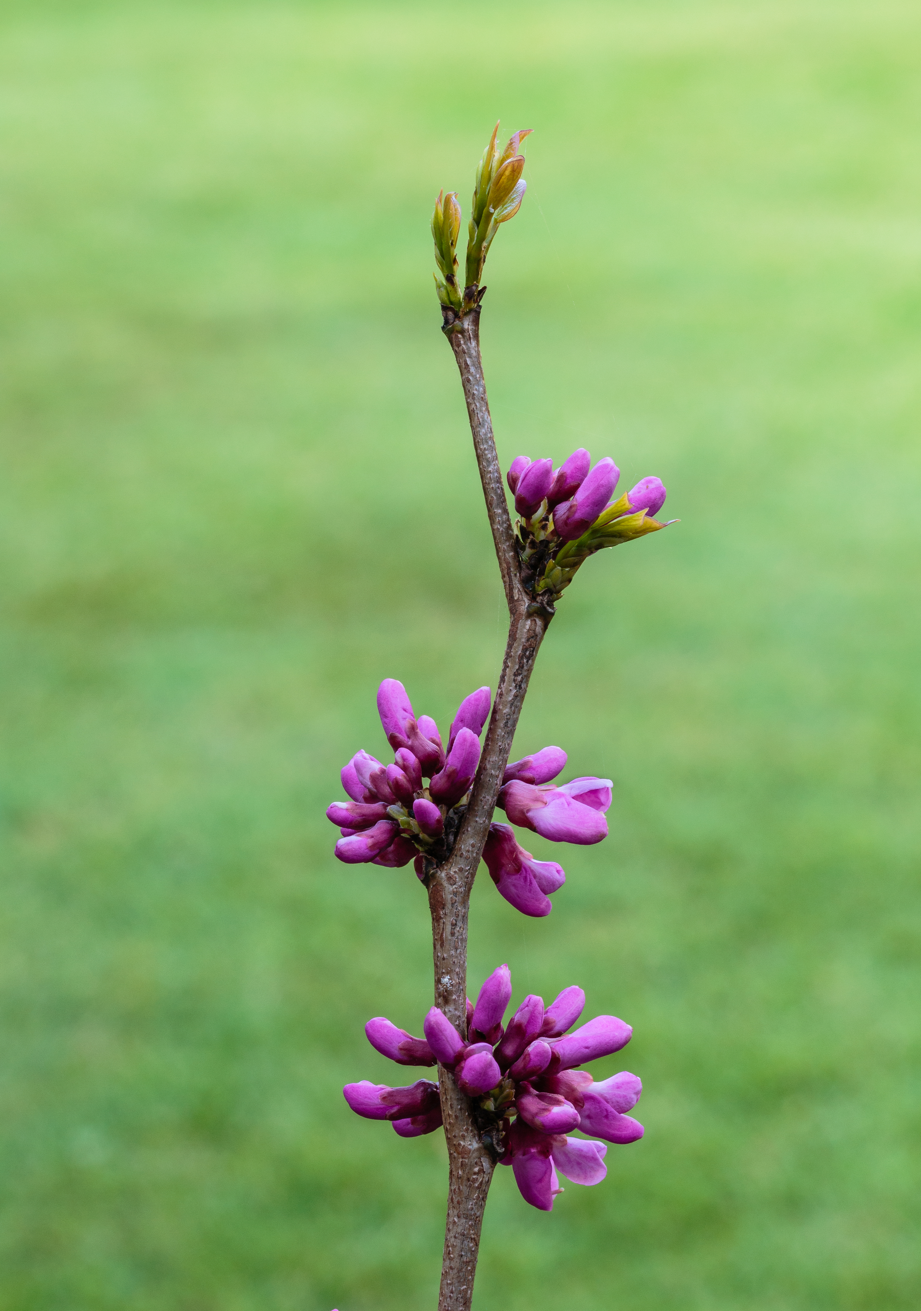 Historical botanical illustration of Eastern Redbud