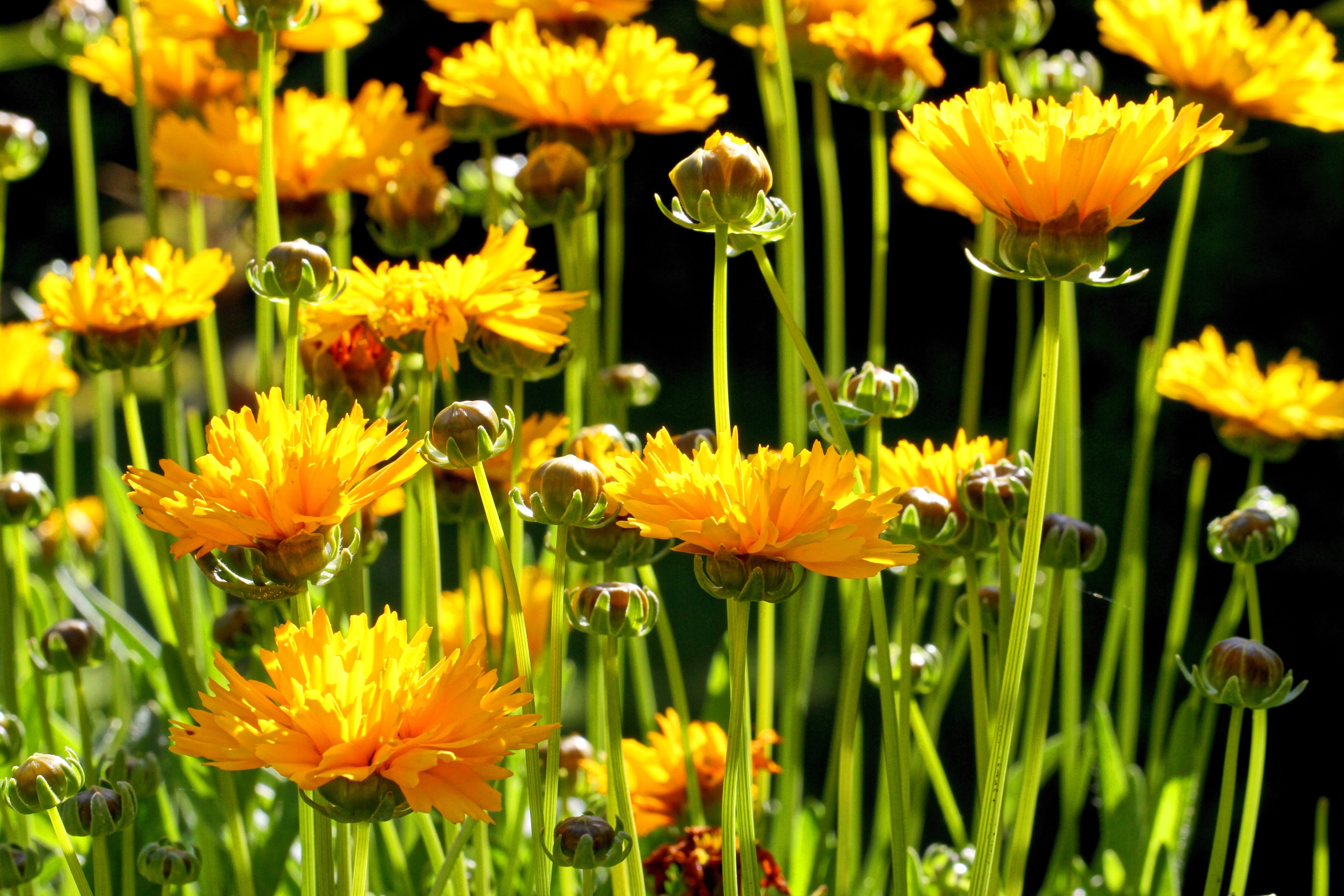 Historical botanical illustration of Largeflower Tickseed