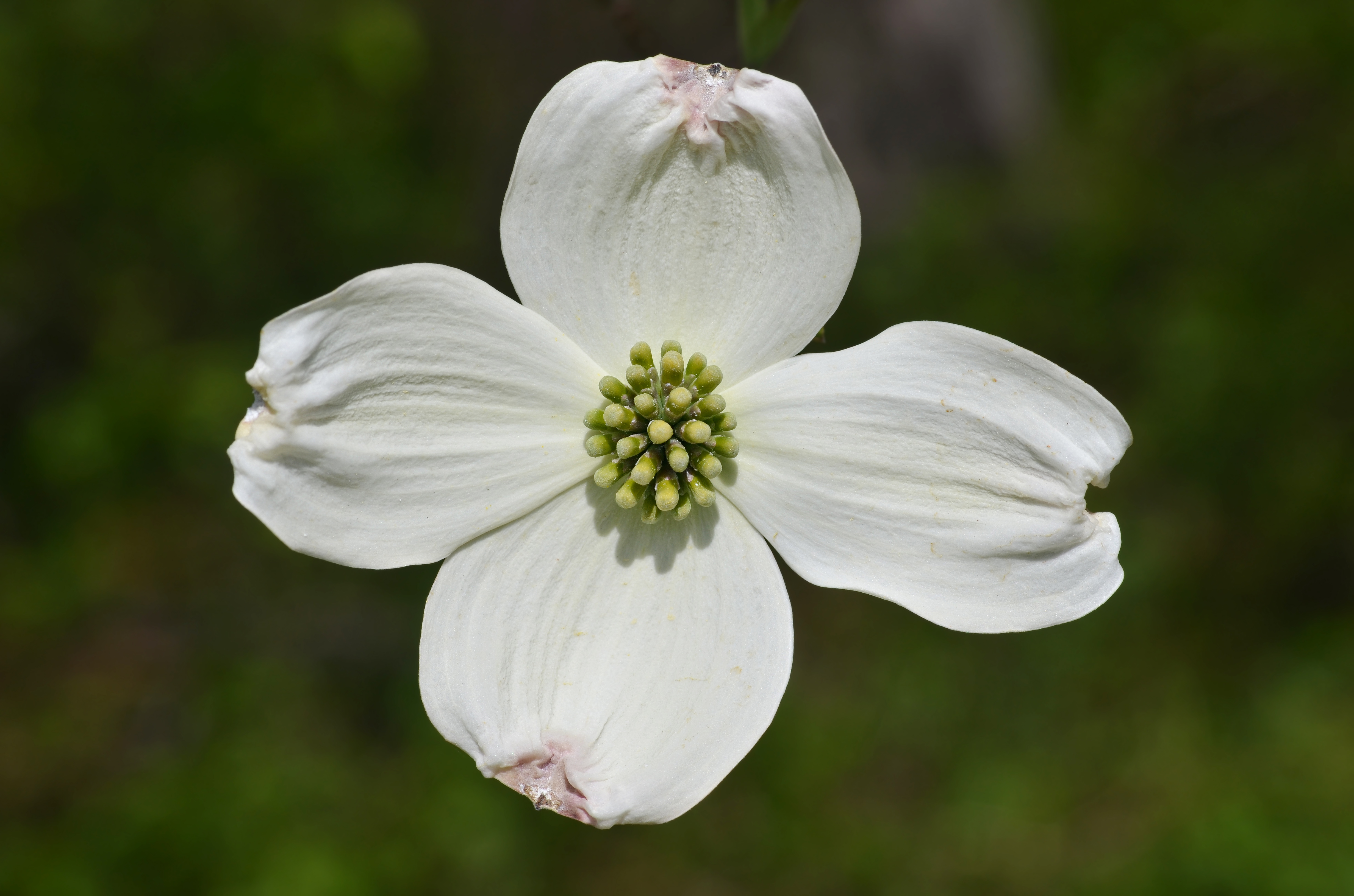 Historical botanical illustration of Flowering Dogwood