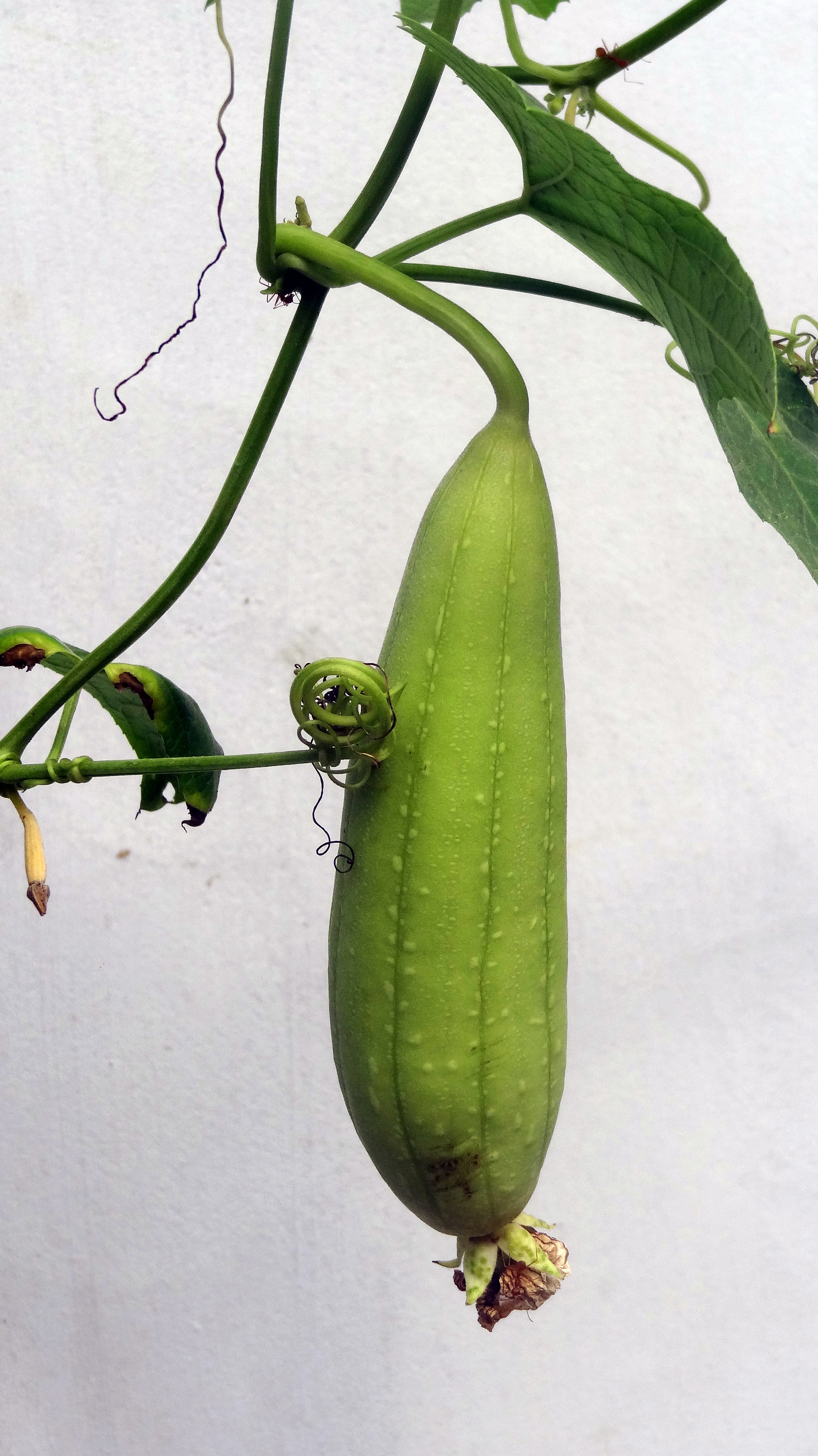 Historical botanical illustration of Garden Cucumber
