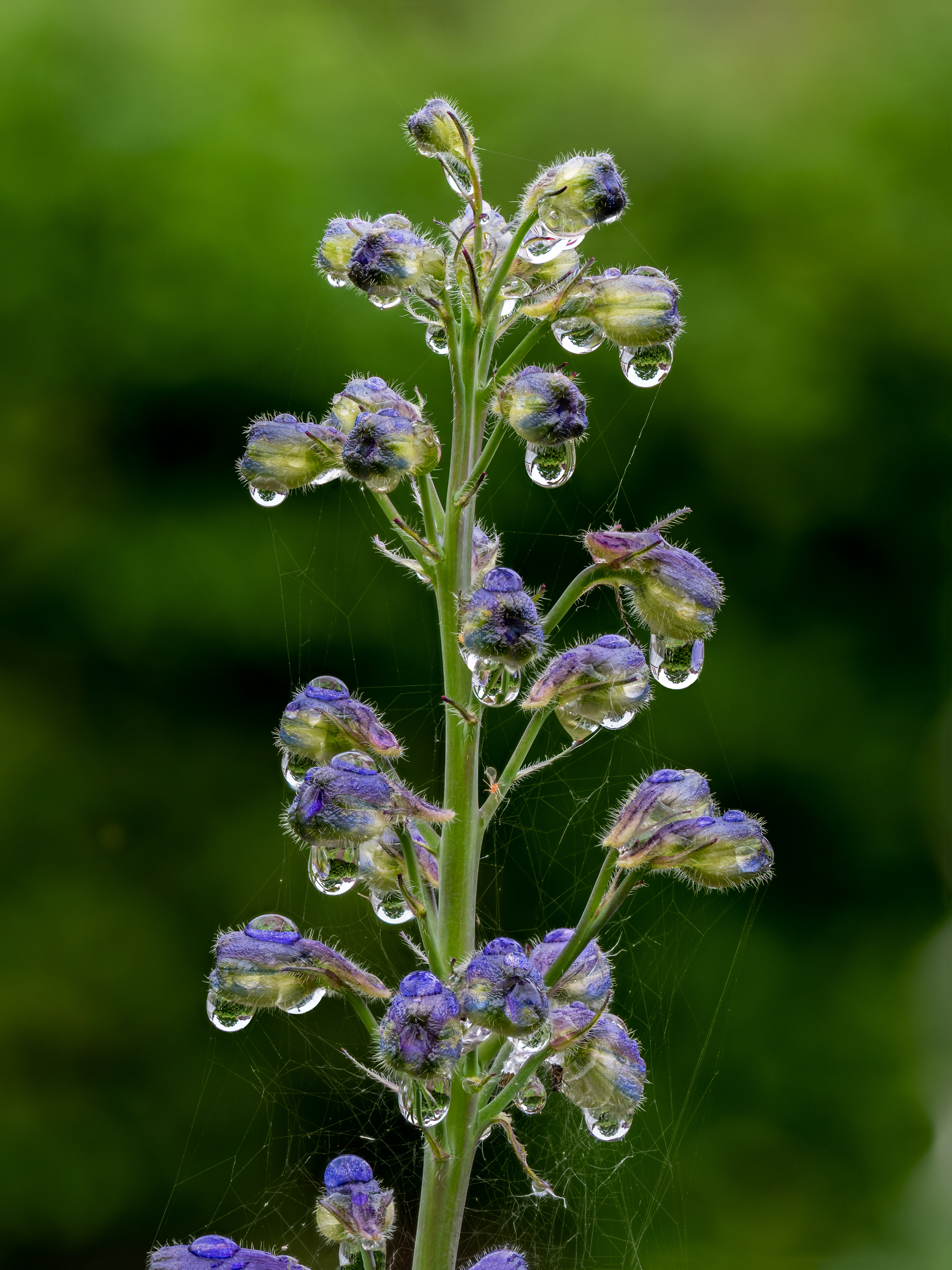 Historical botanical illustration of Candle Larkspur