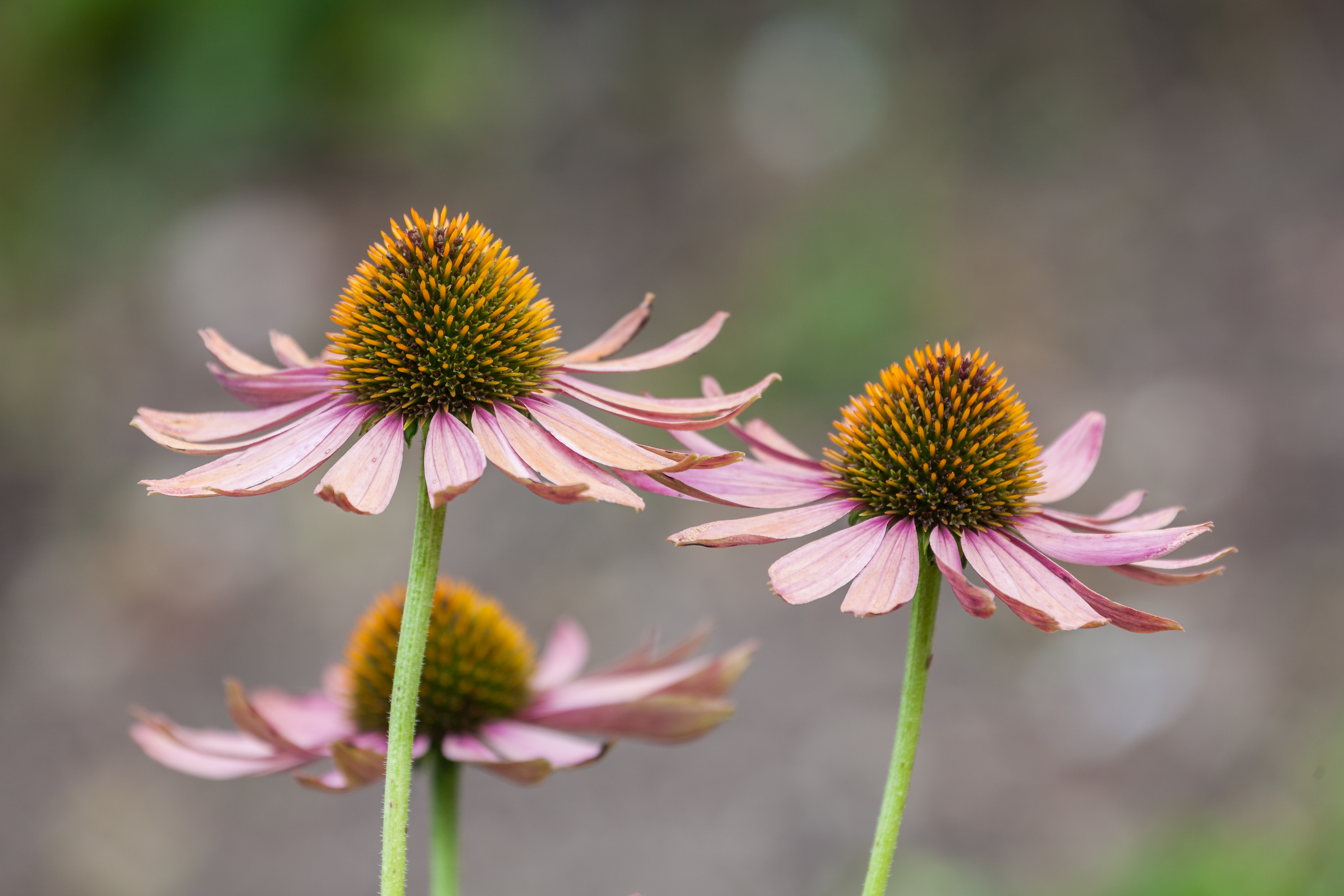 Historical botanical illustration of Eastern Purple Coneflower