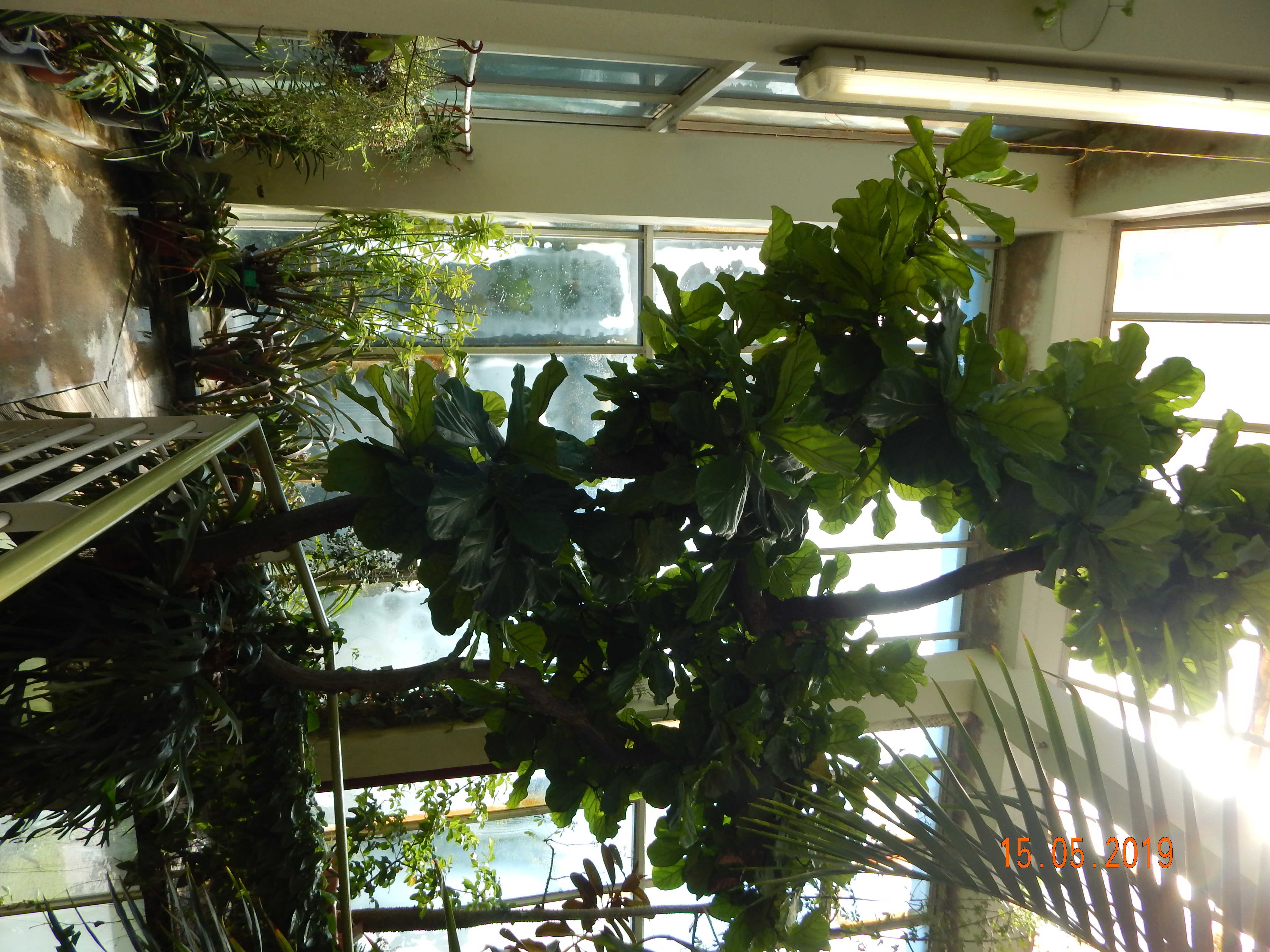 Historical botanical illustration of Fiddleleaf Fig