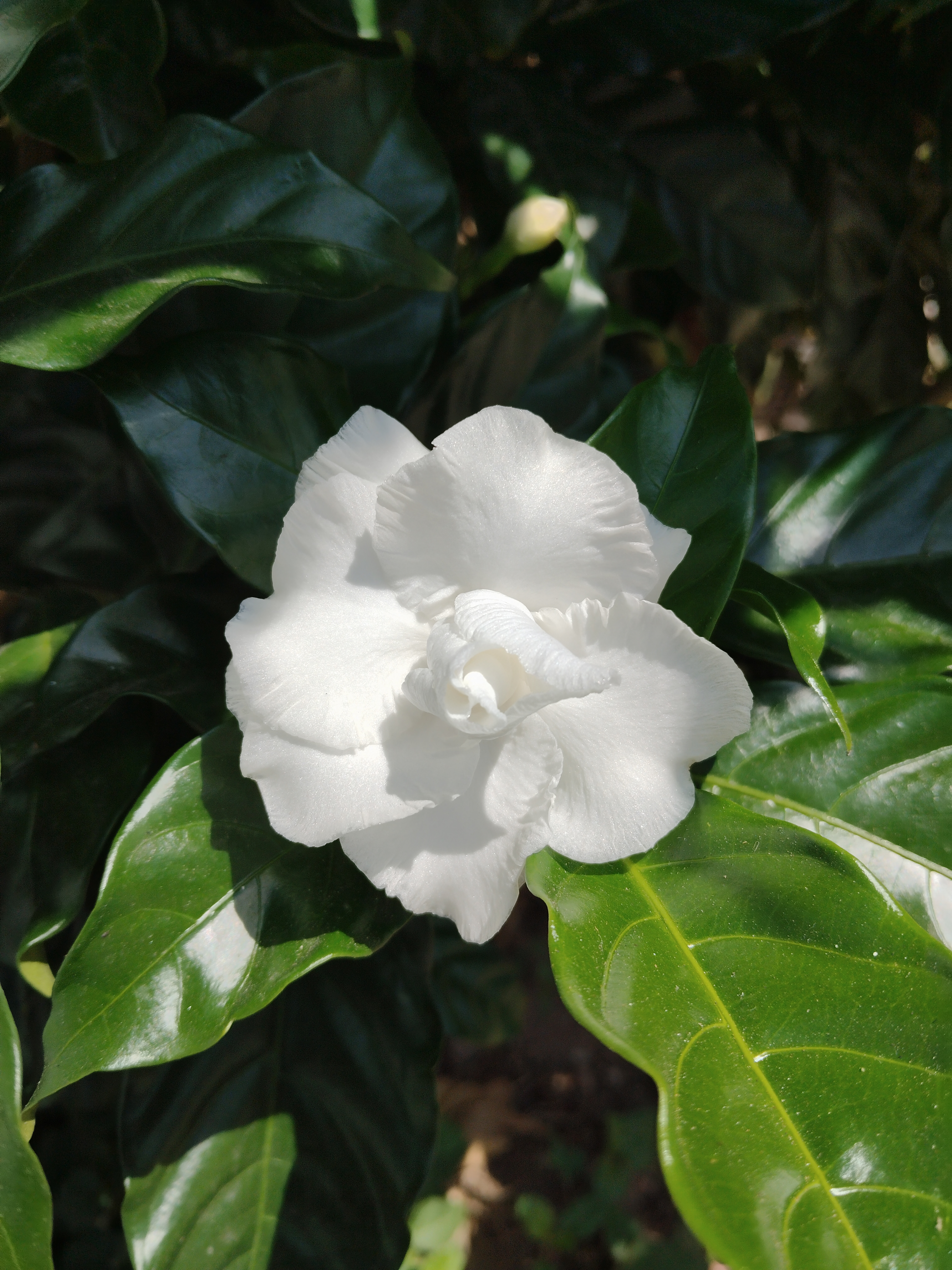 Historical botanical illustration of Cape Jasmine