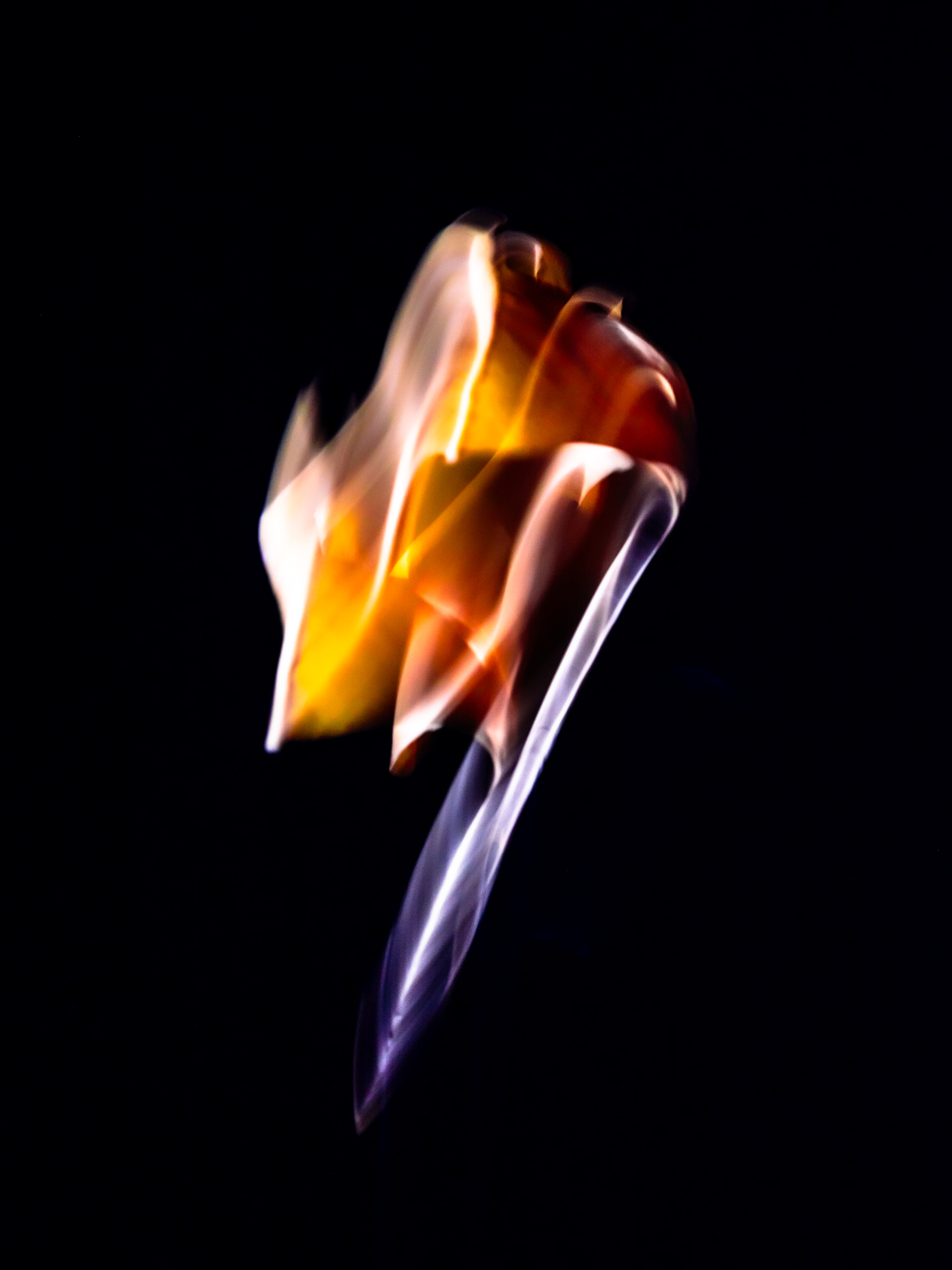 Historical botanical illustration of Maidenhair Tree