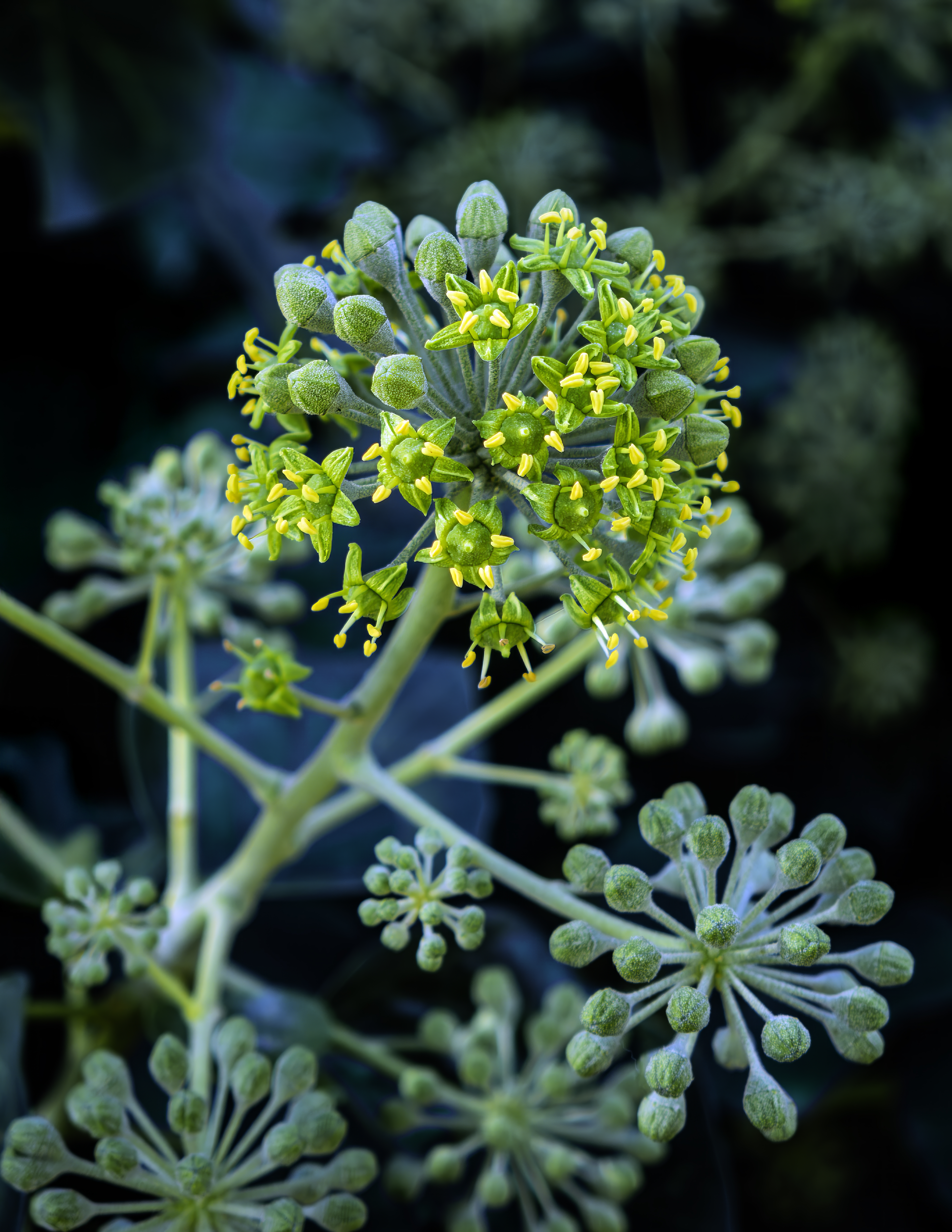 Historical botanical illustration of English Ivy