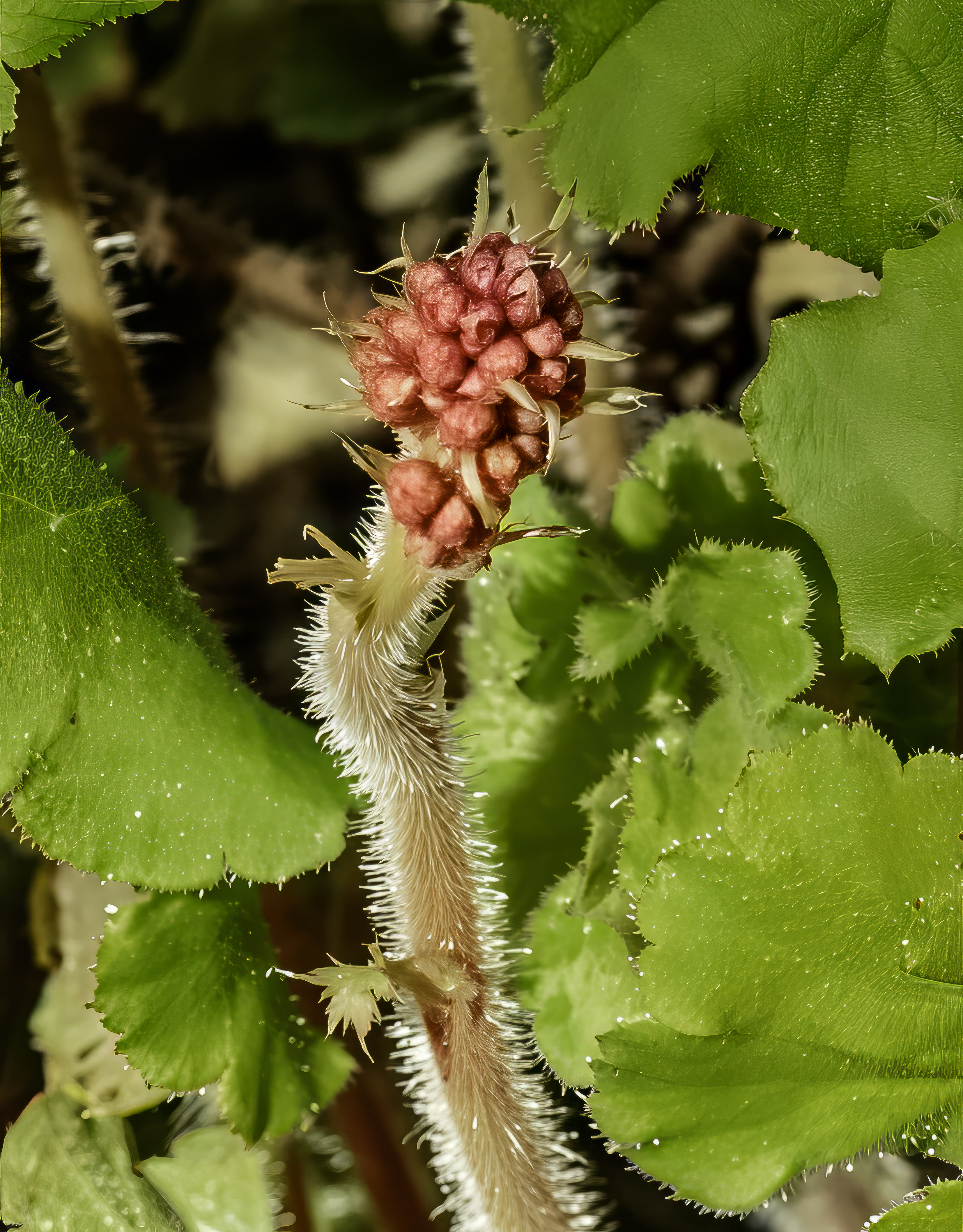 Historical botanical illustration of Coralbells