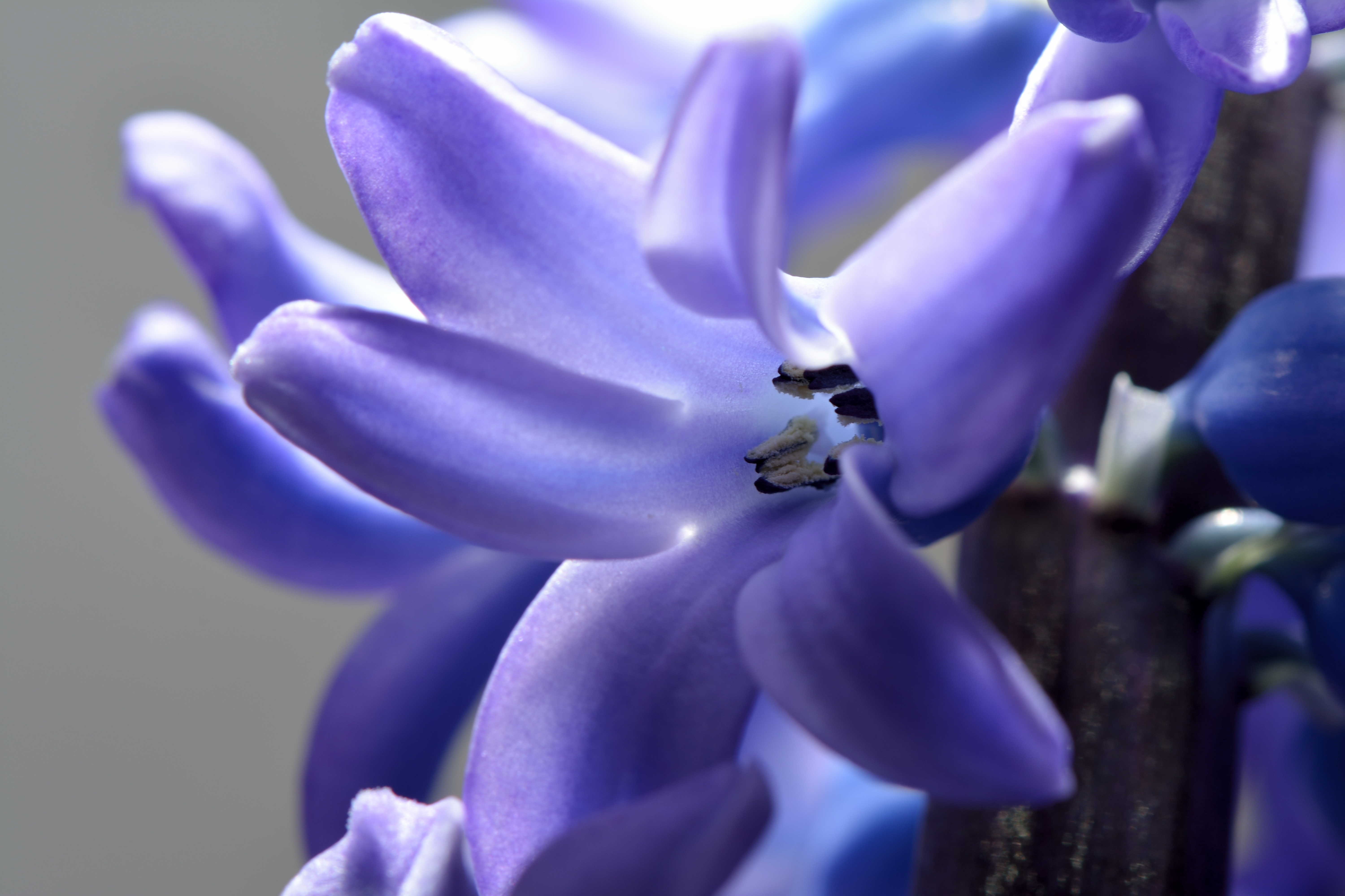 Historical botanical illustration of Garden Hyacinth