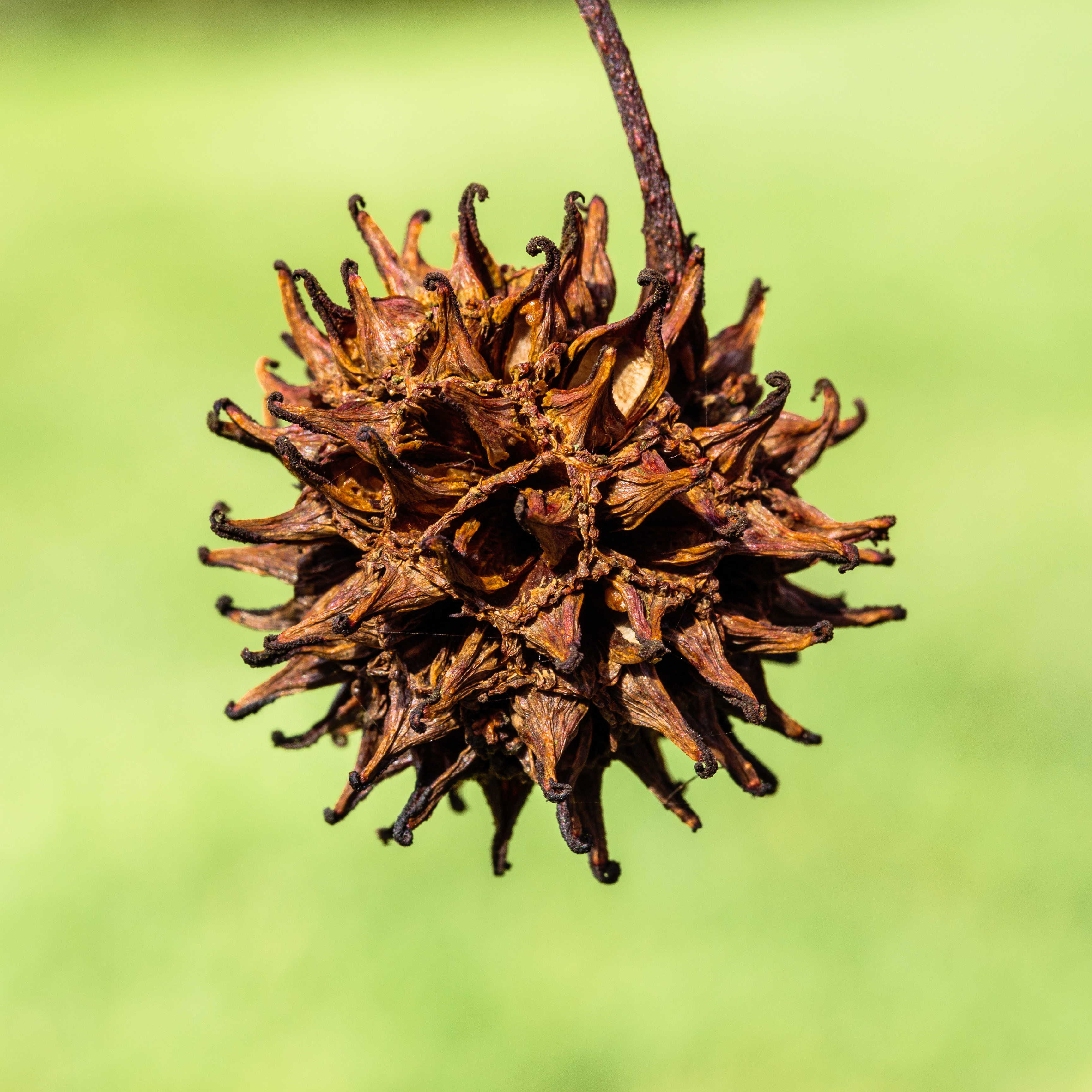 Historical botanical illustration of Sweetgum