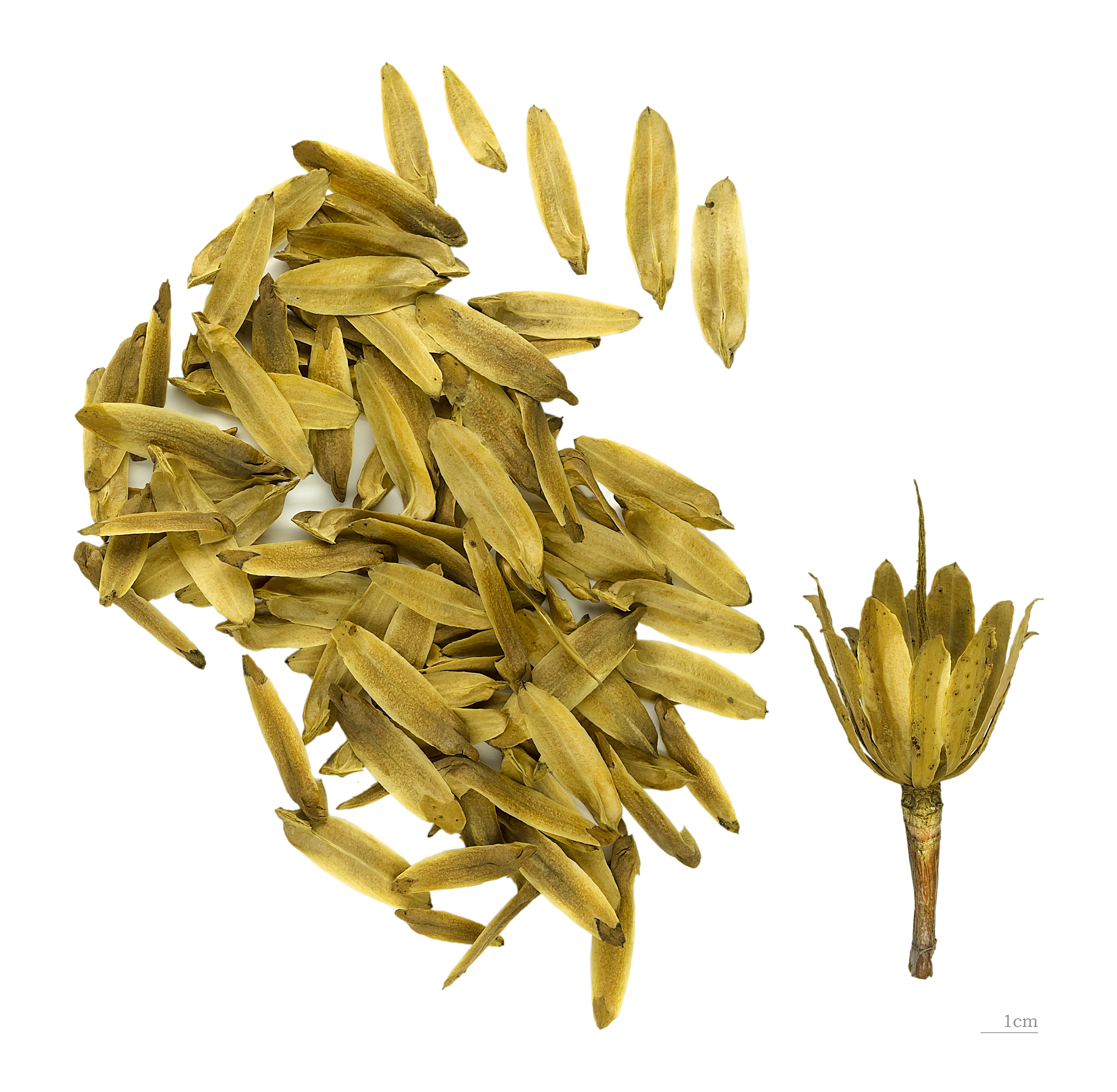 Historical botanical illustration of Tulip Poplar