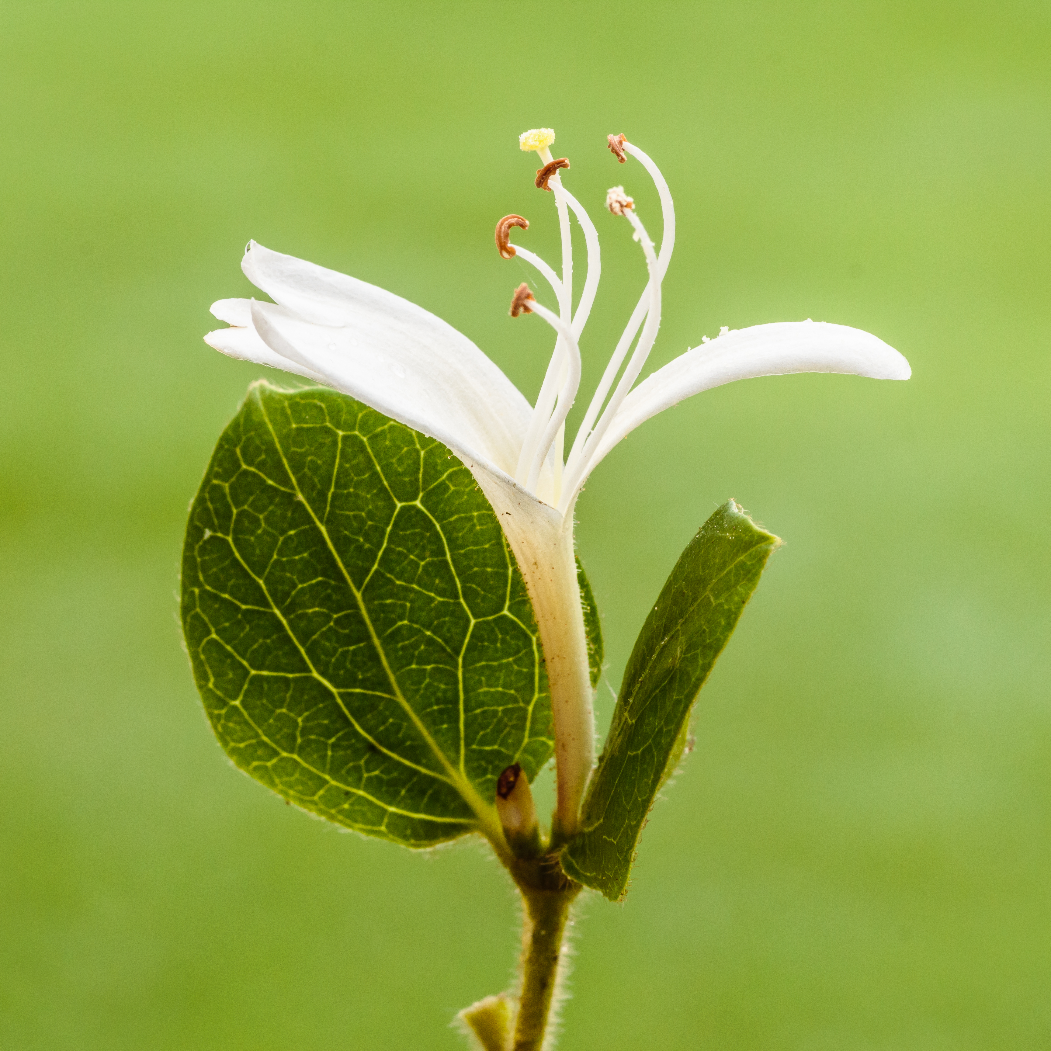 Historical botanical illustration of Japanese Honeysuckle