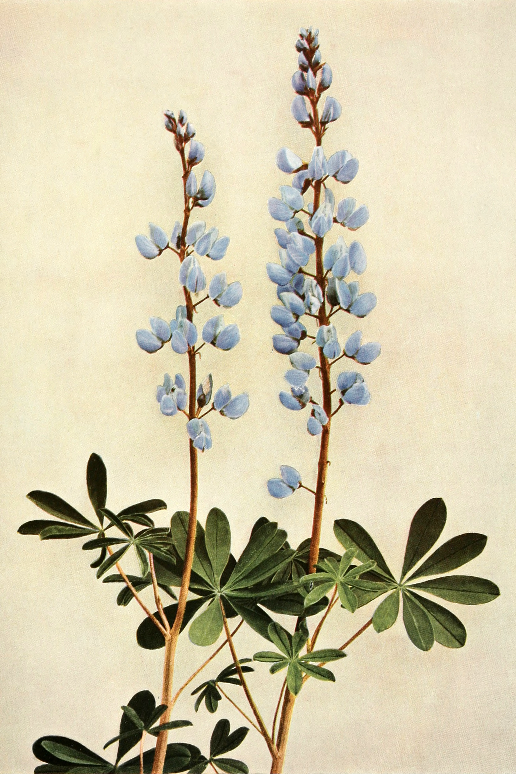 Historical botanical illustration of Sundial Lupine