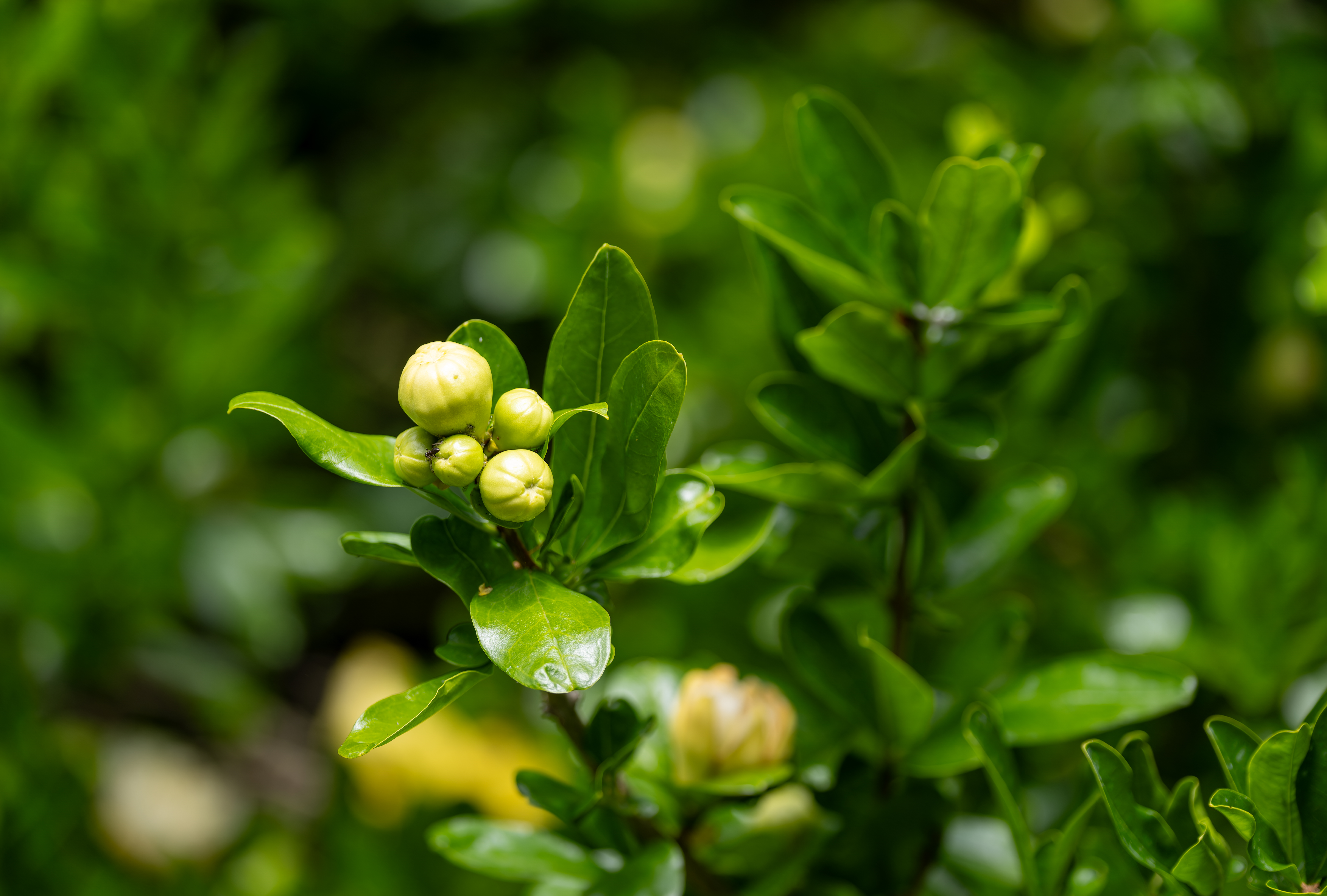Historical botanical illustration of Southern Magnolia