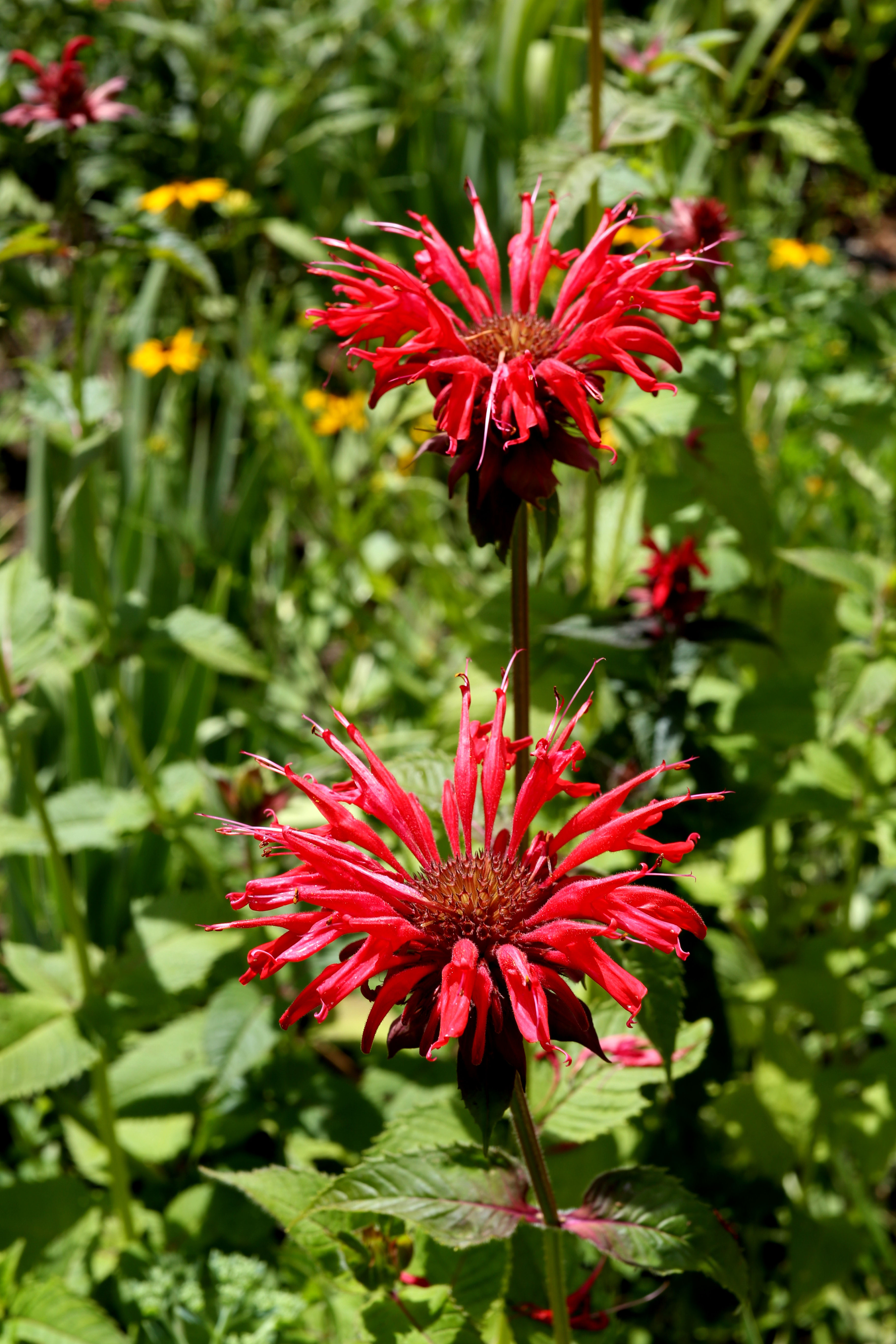Historical botanical illustration of Scarlet Beebalm