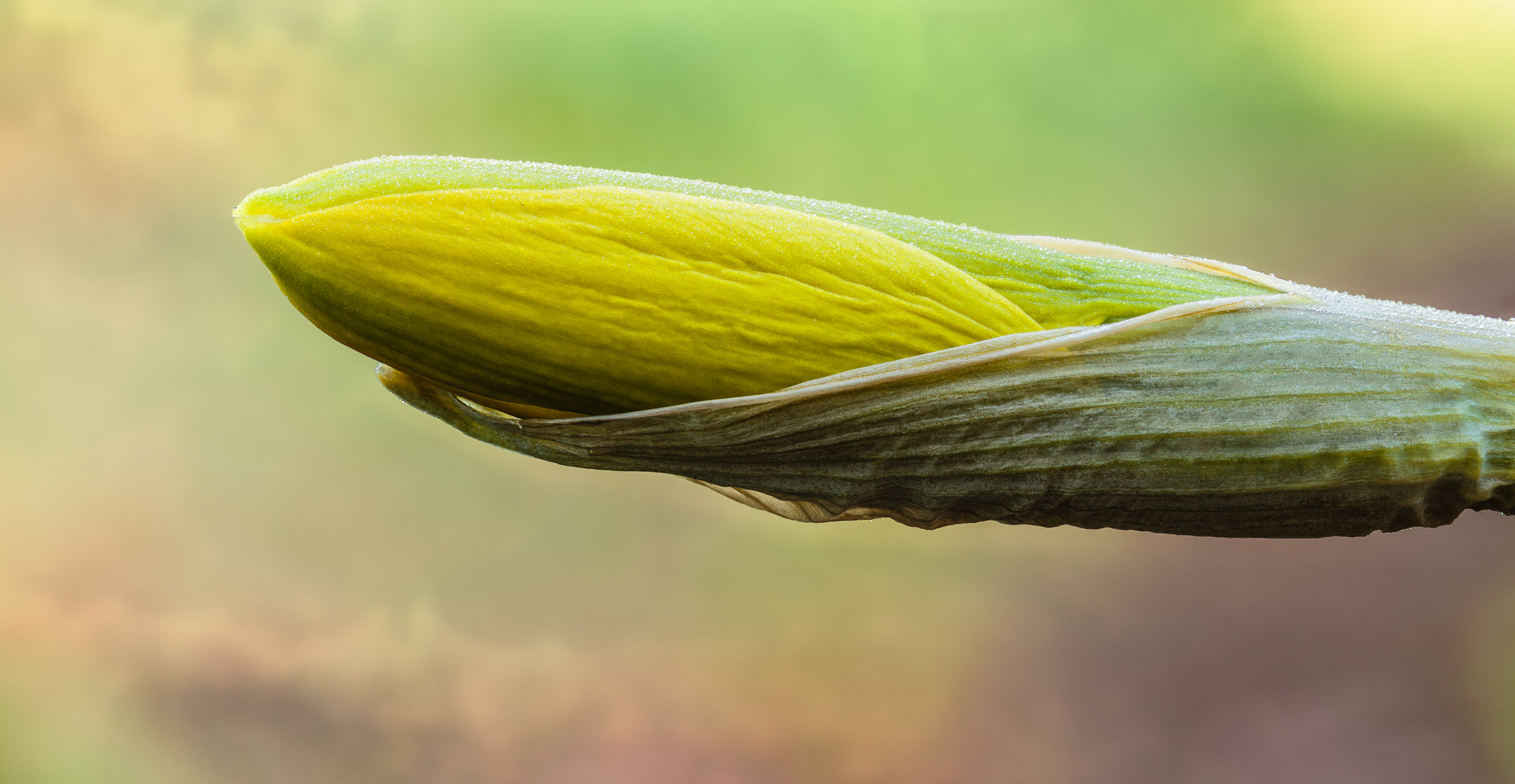 Historical botanical illustration of Daffodil