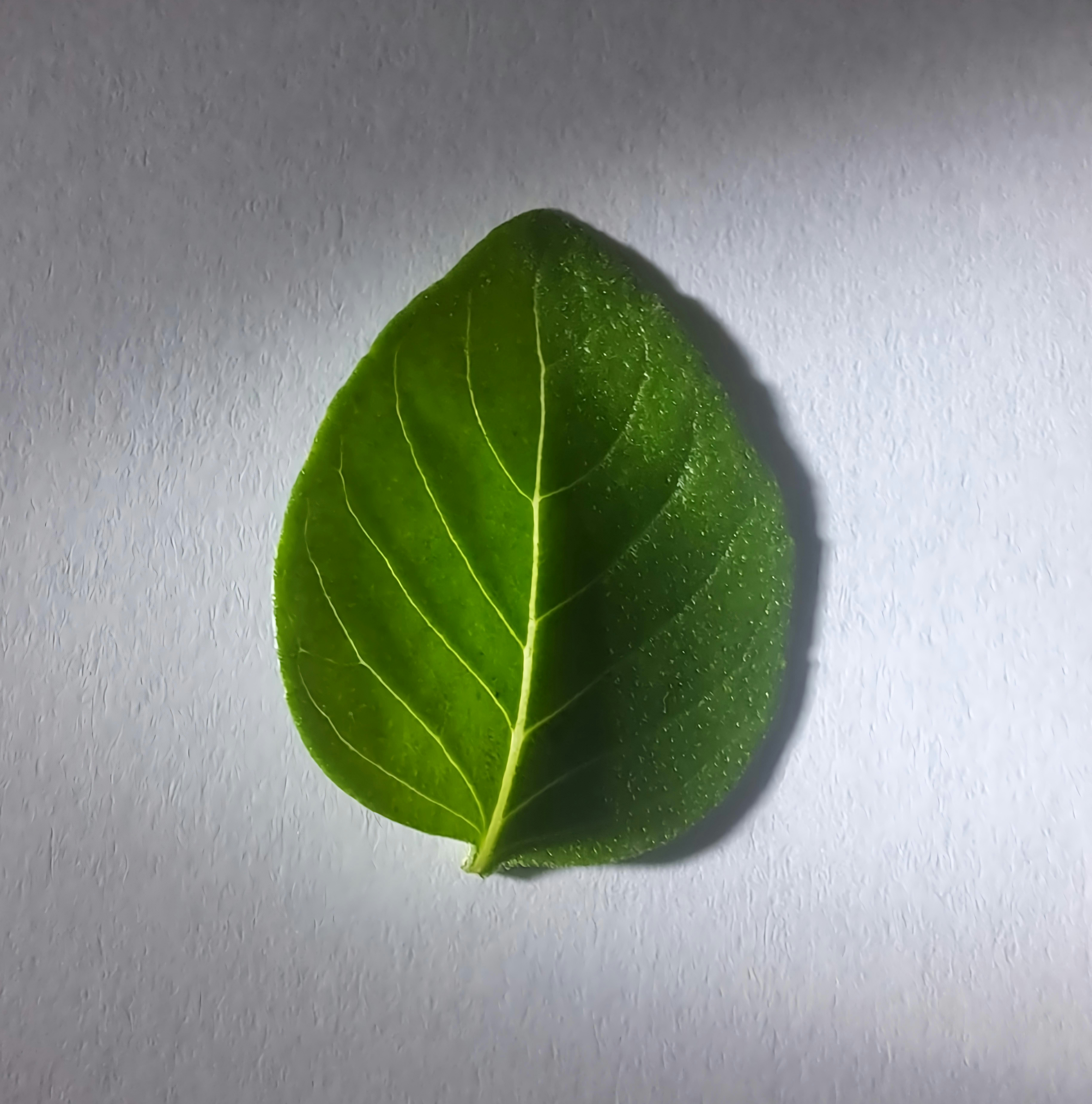 Historical botanical illustration of Sweet Basil