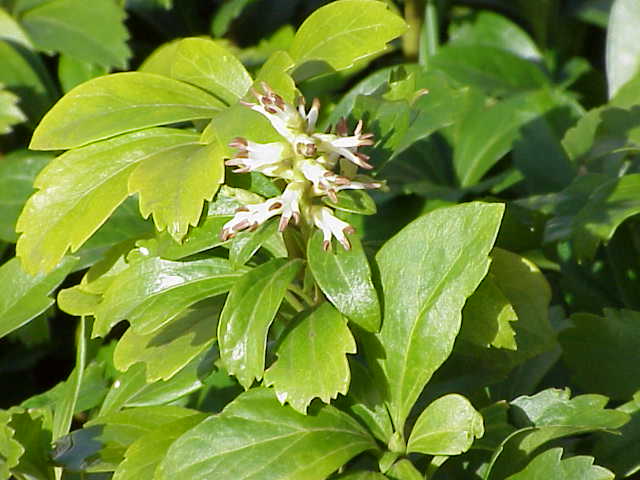 Historical botanical illustration of Japanese Pachysandra