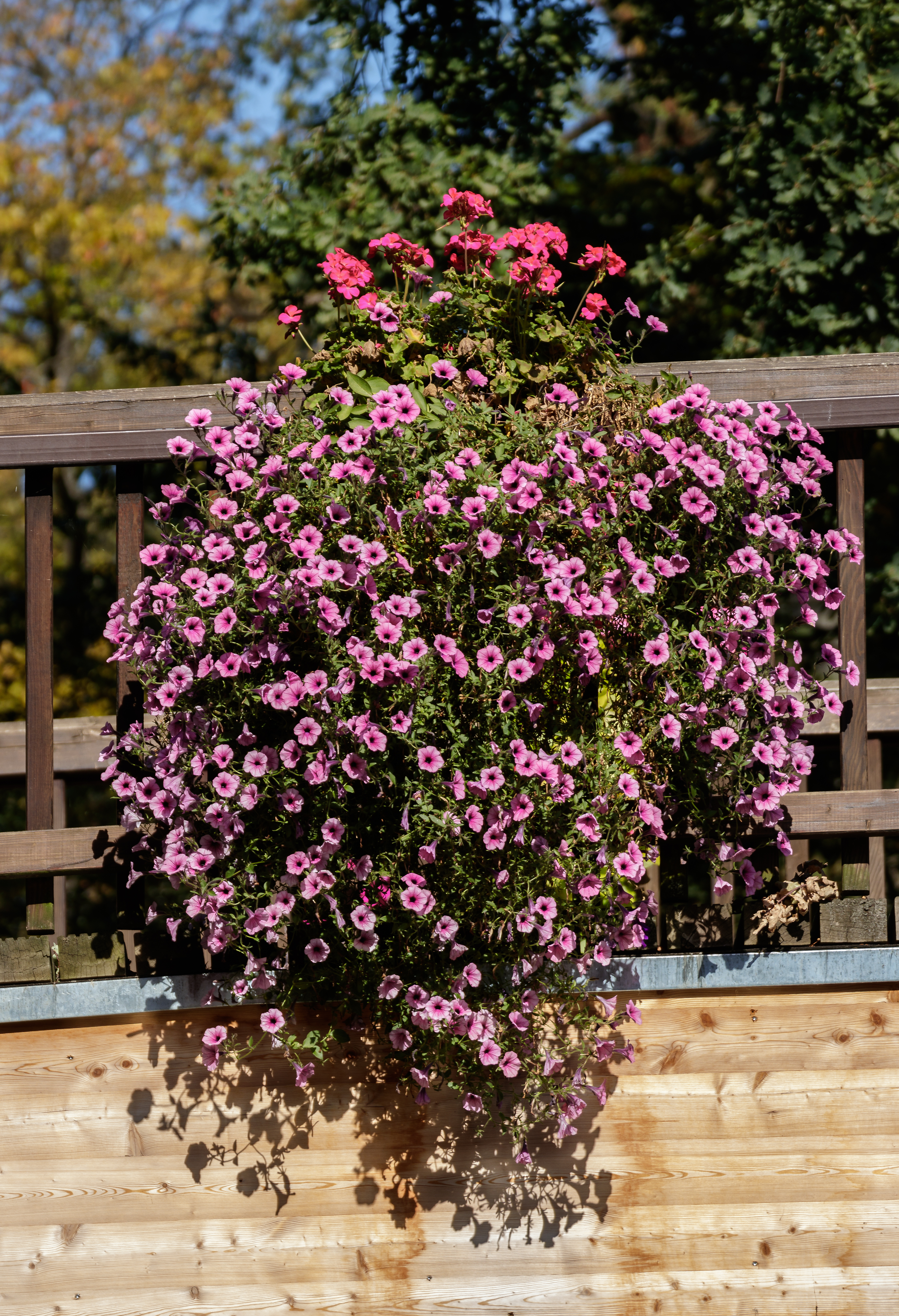 Historical botanical illustration of Petunia