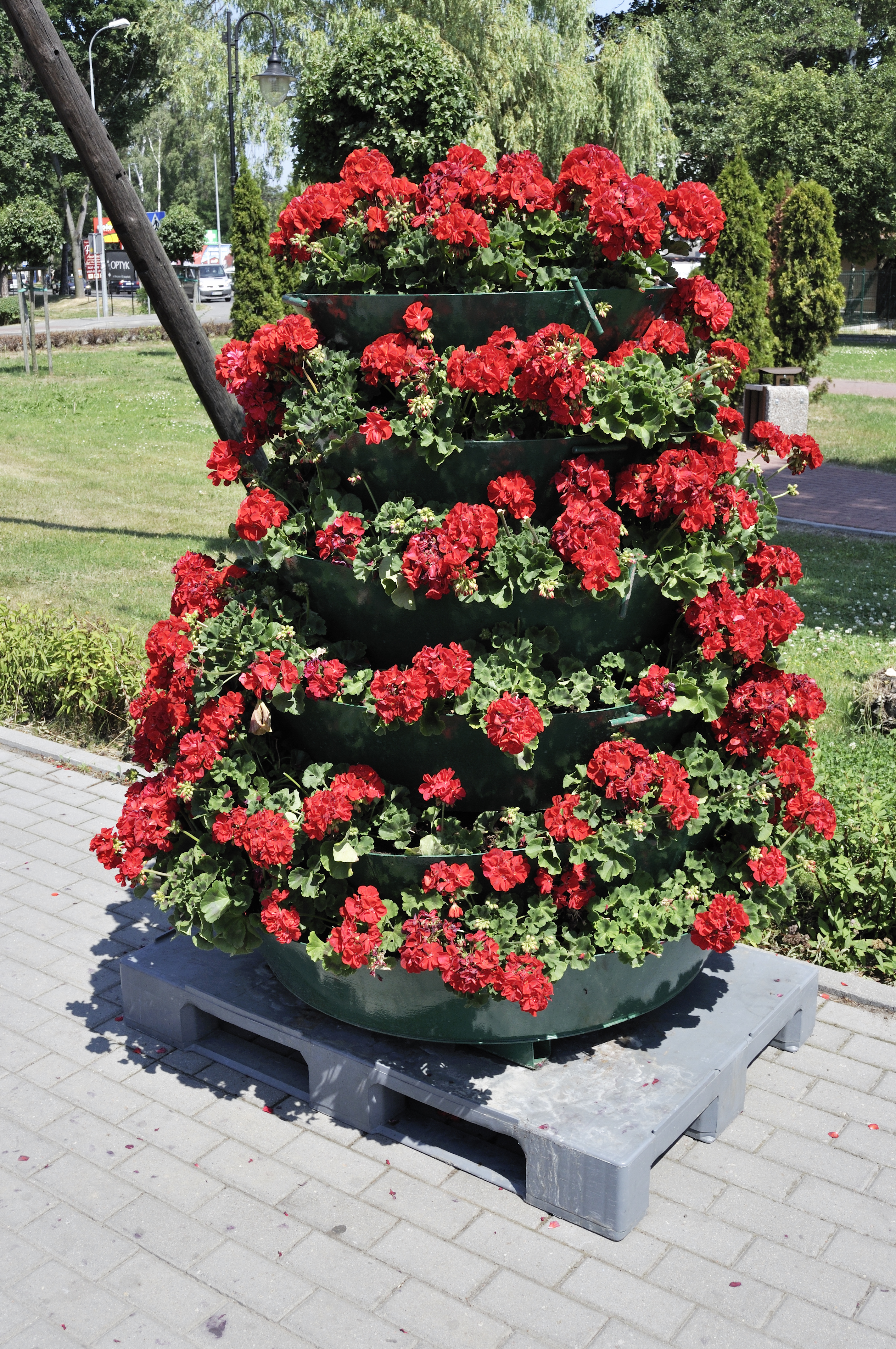 Historical botanical illustration of Zonal Geranium