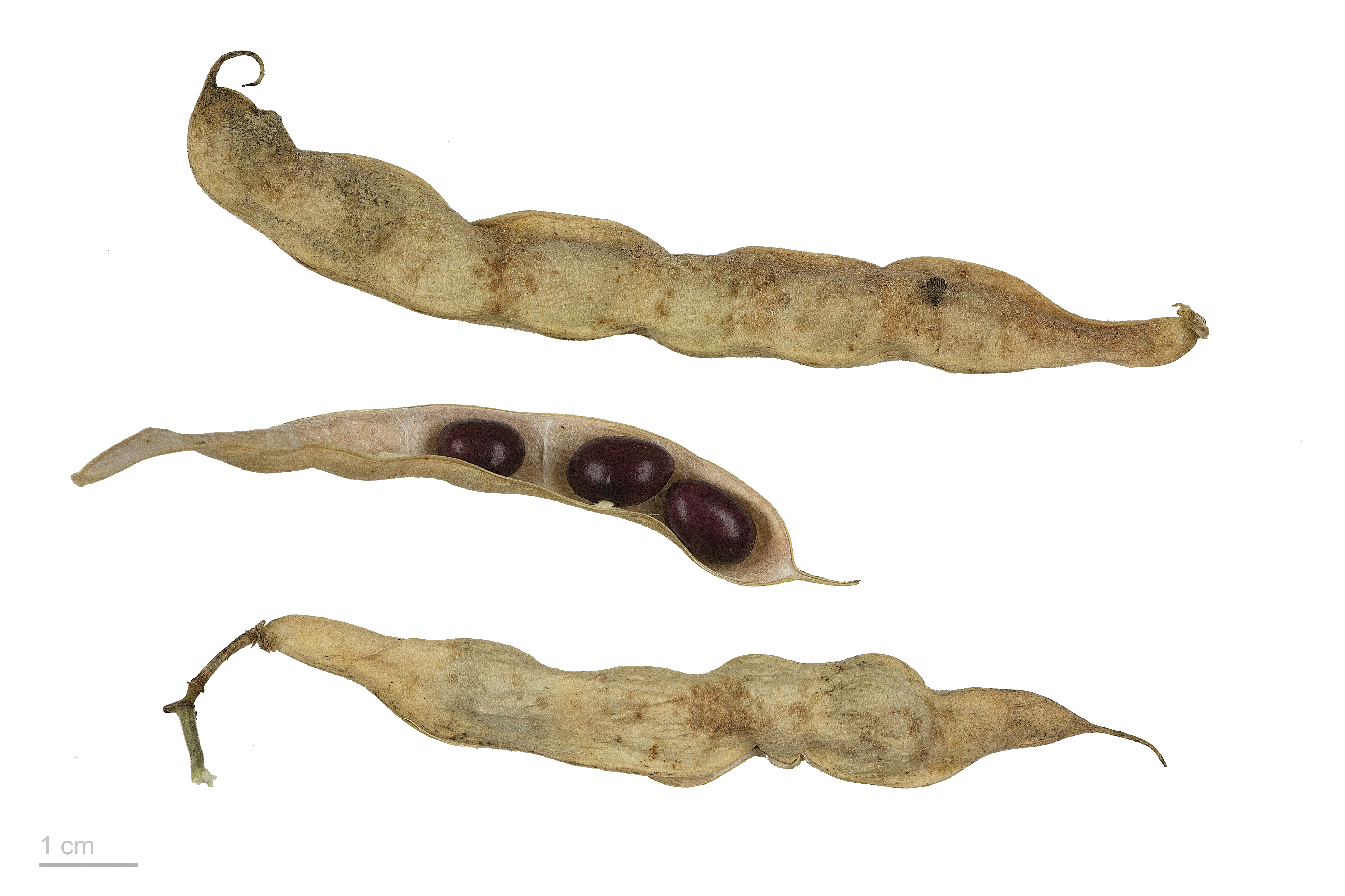 Historical botanical illustration of Bean