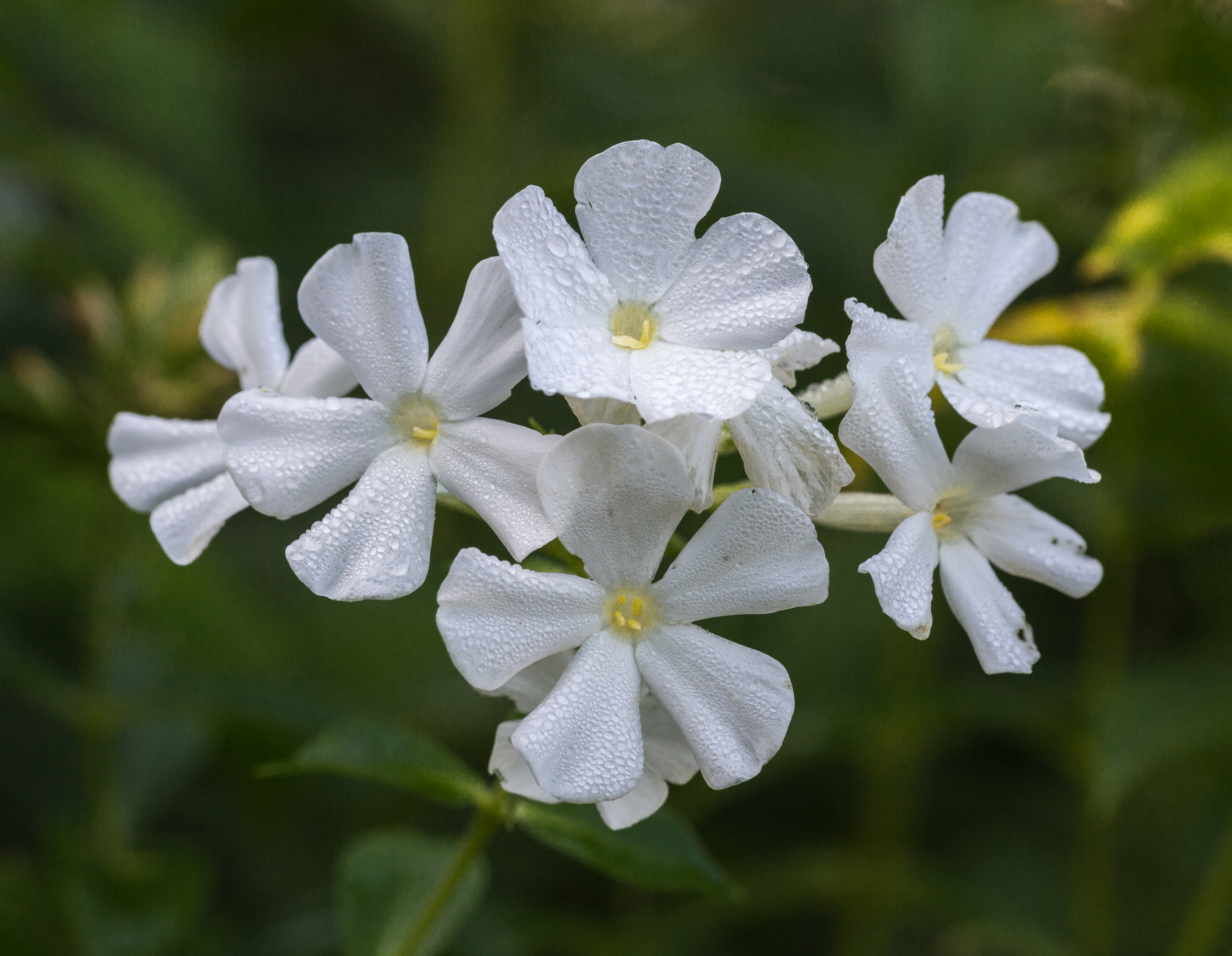 Historical botanical illustration of Fall Phlox