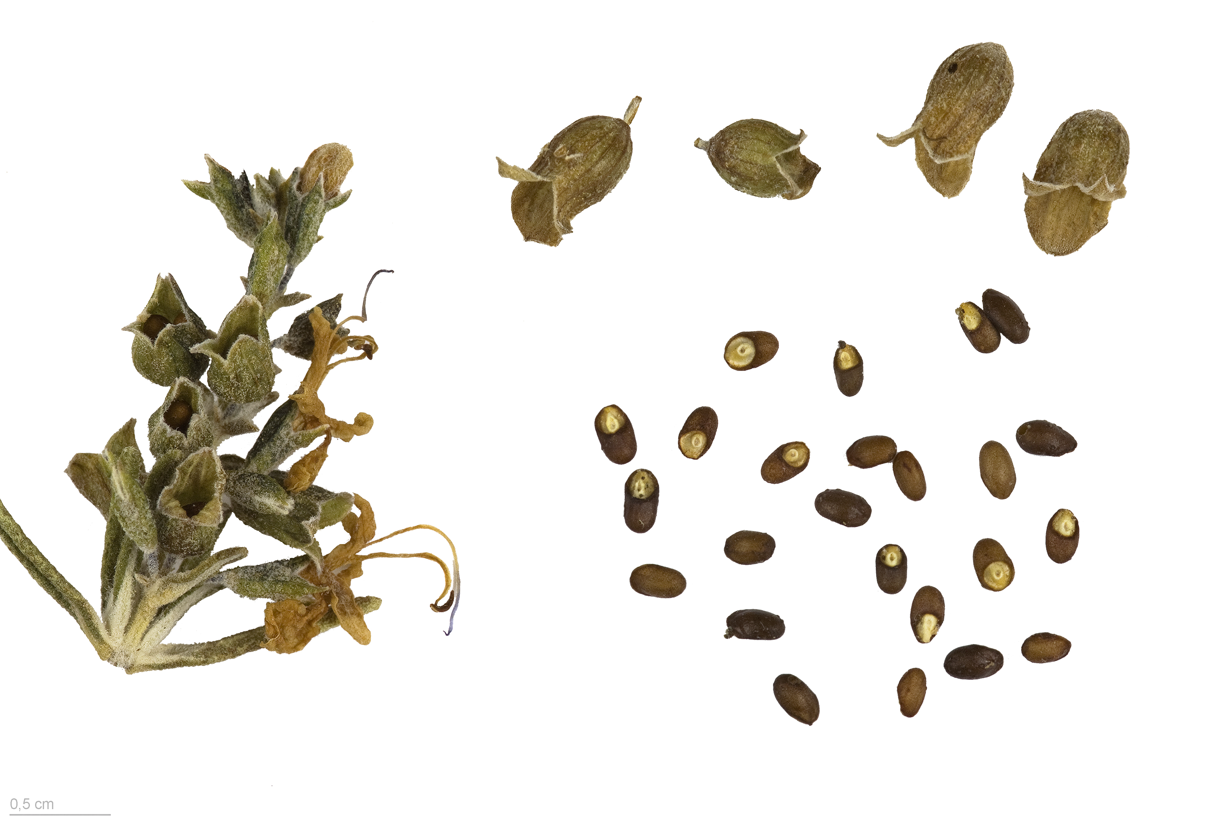 Historical botanical illustration of Rosemary