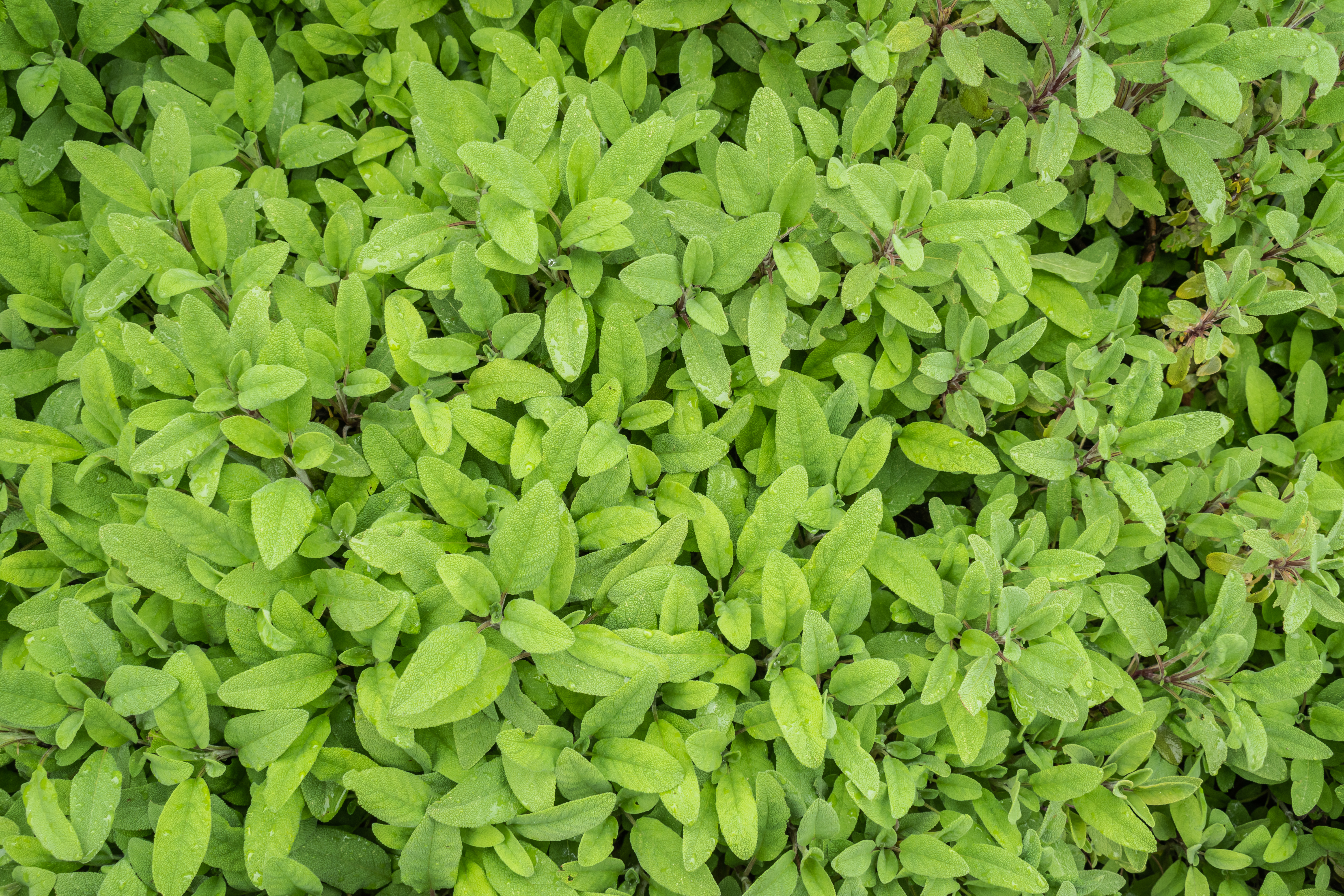 Historical botanical illustration of Common Sage