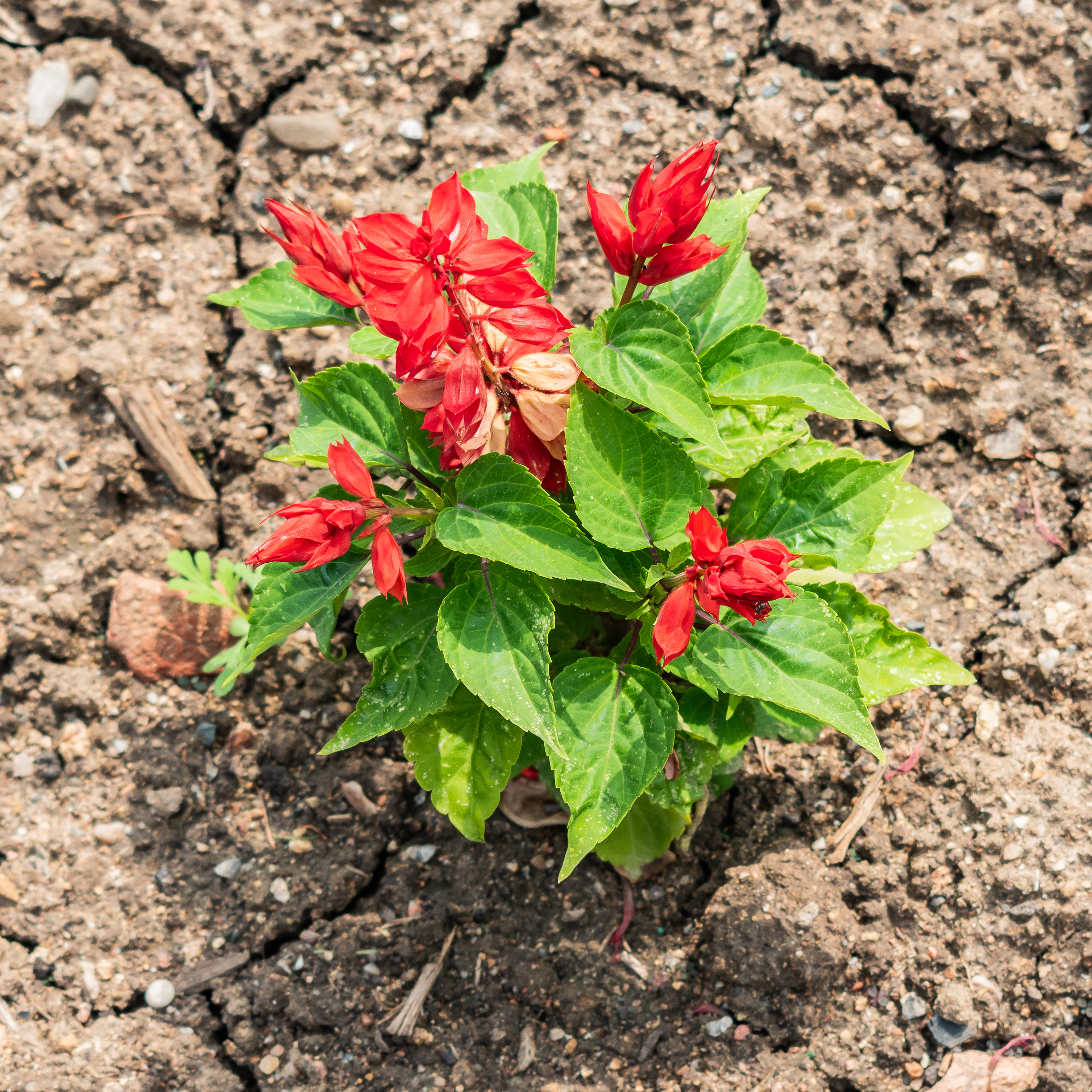 Historical botanical illustration of Scarlet Sage
