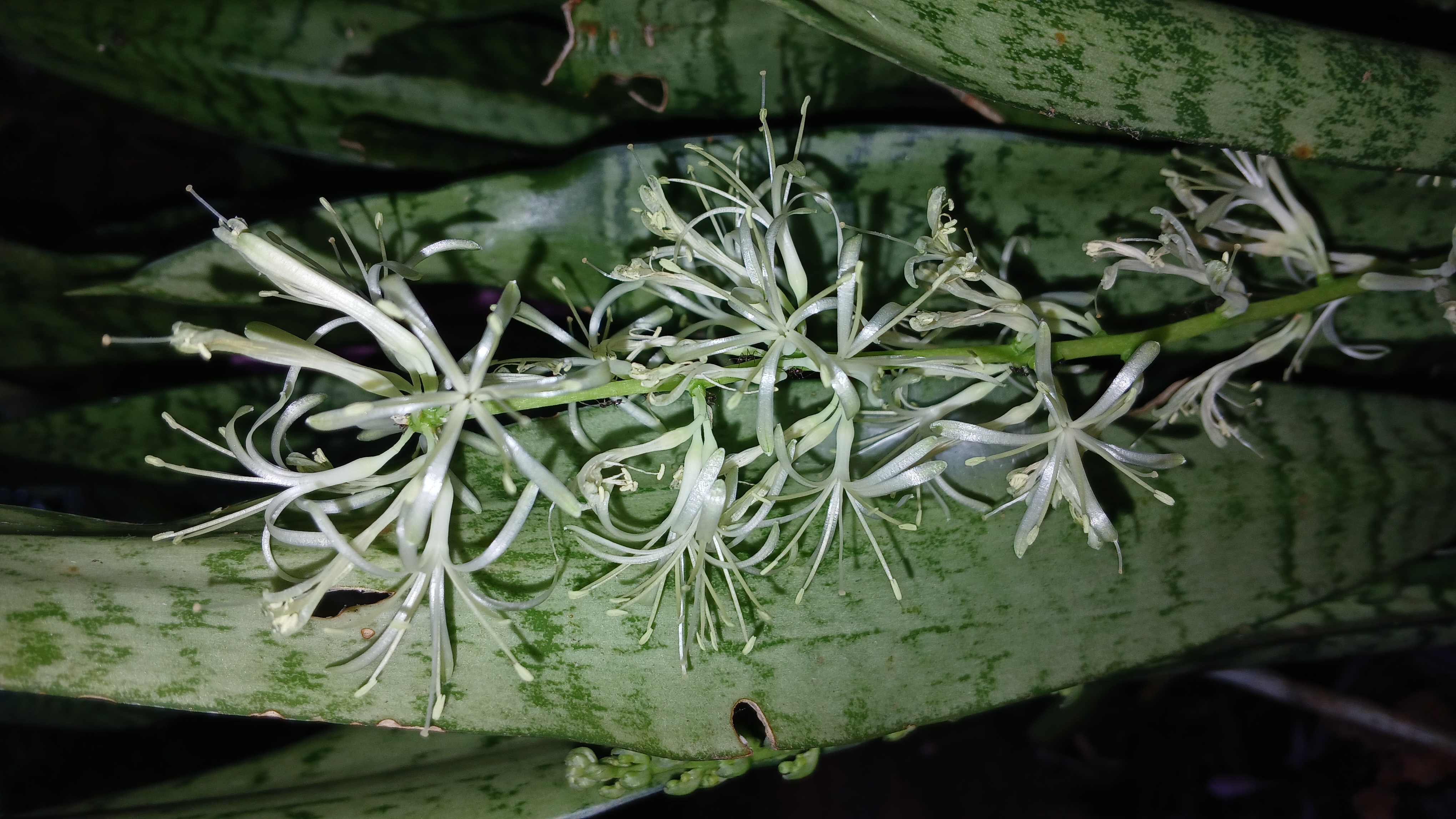 Historical botanical illustration of Snake Plant