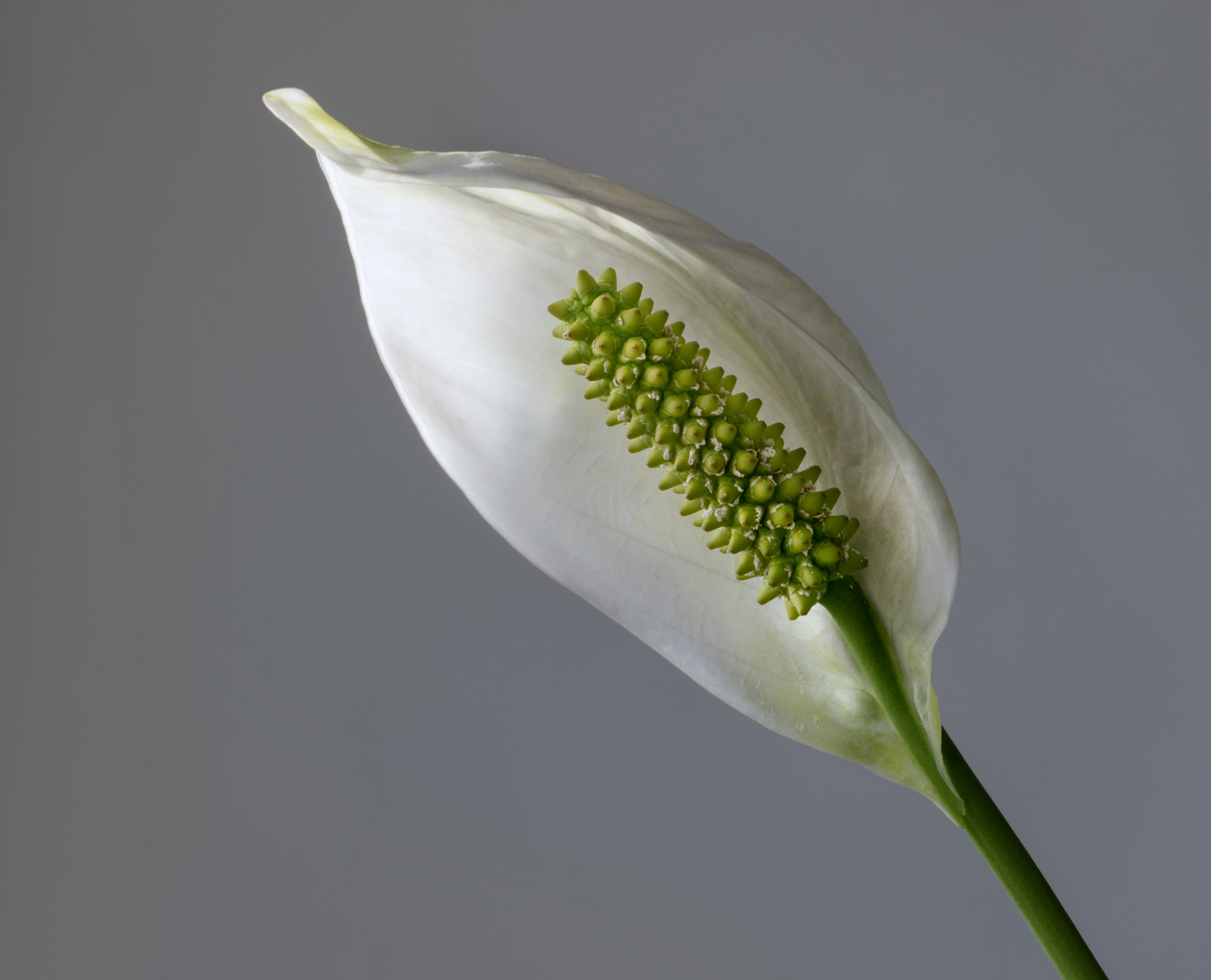 Historical botanical illustration of Peace Lily