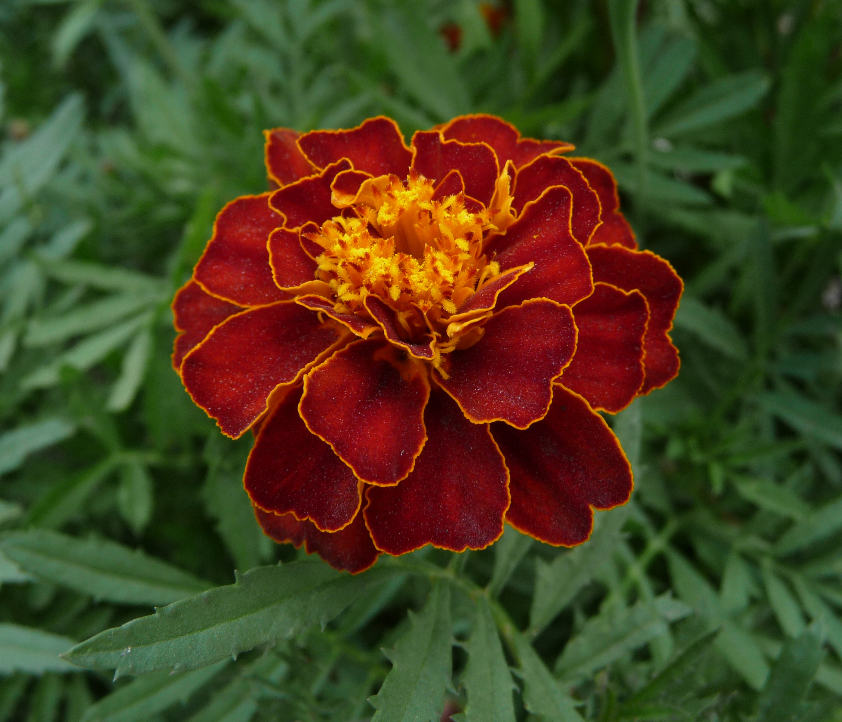 Historical botanical illustration of French Marigold