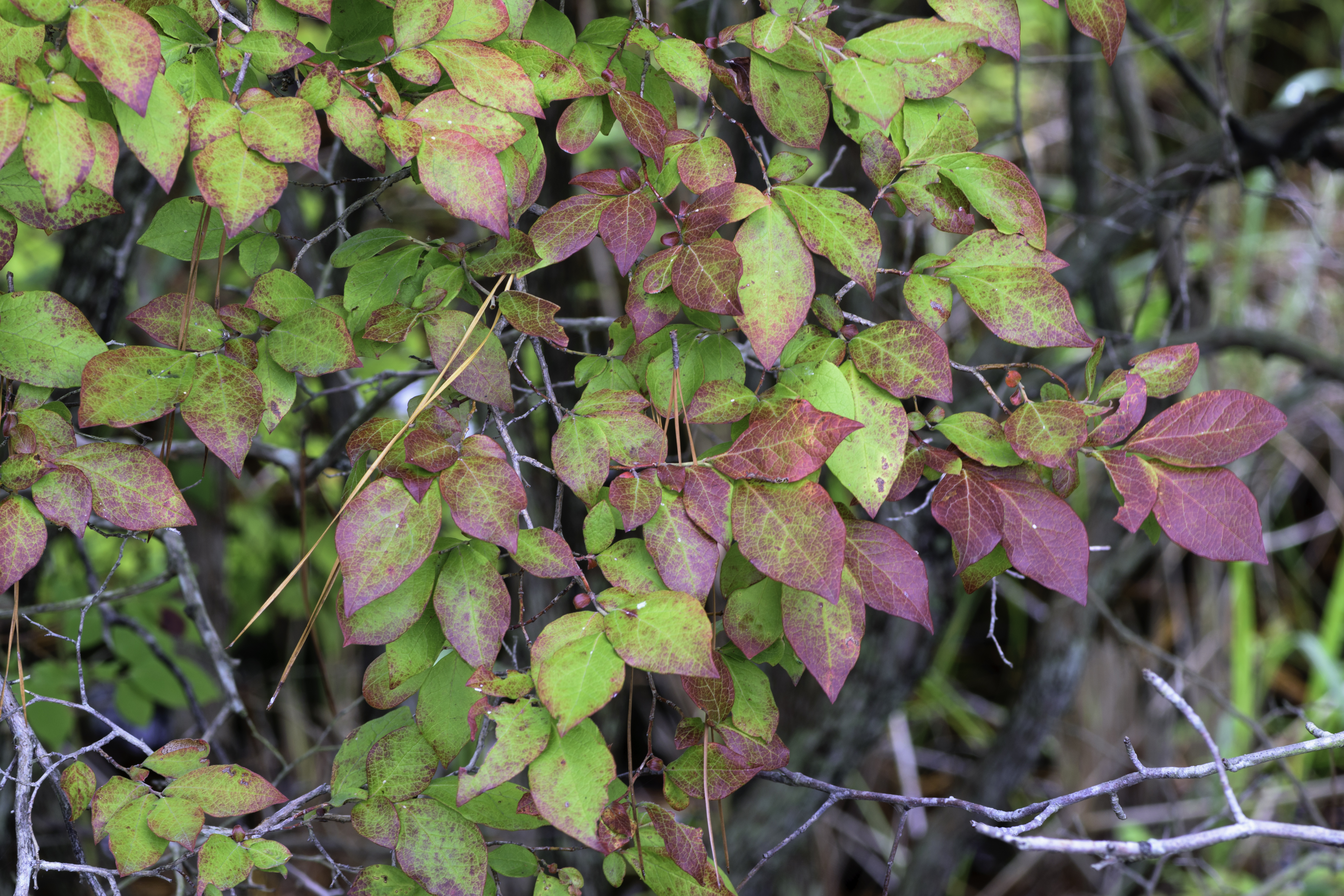 Historical botanical illustration of Highbush Blueberry