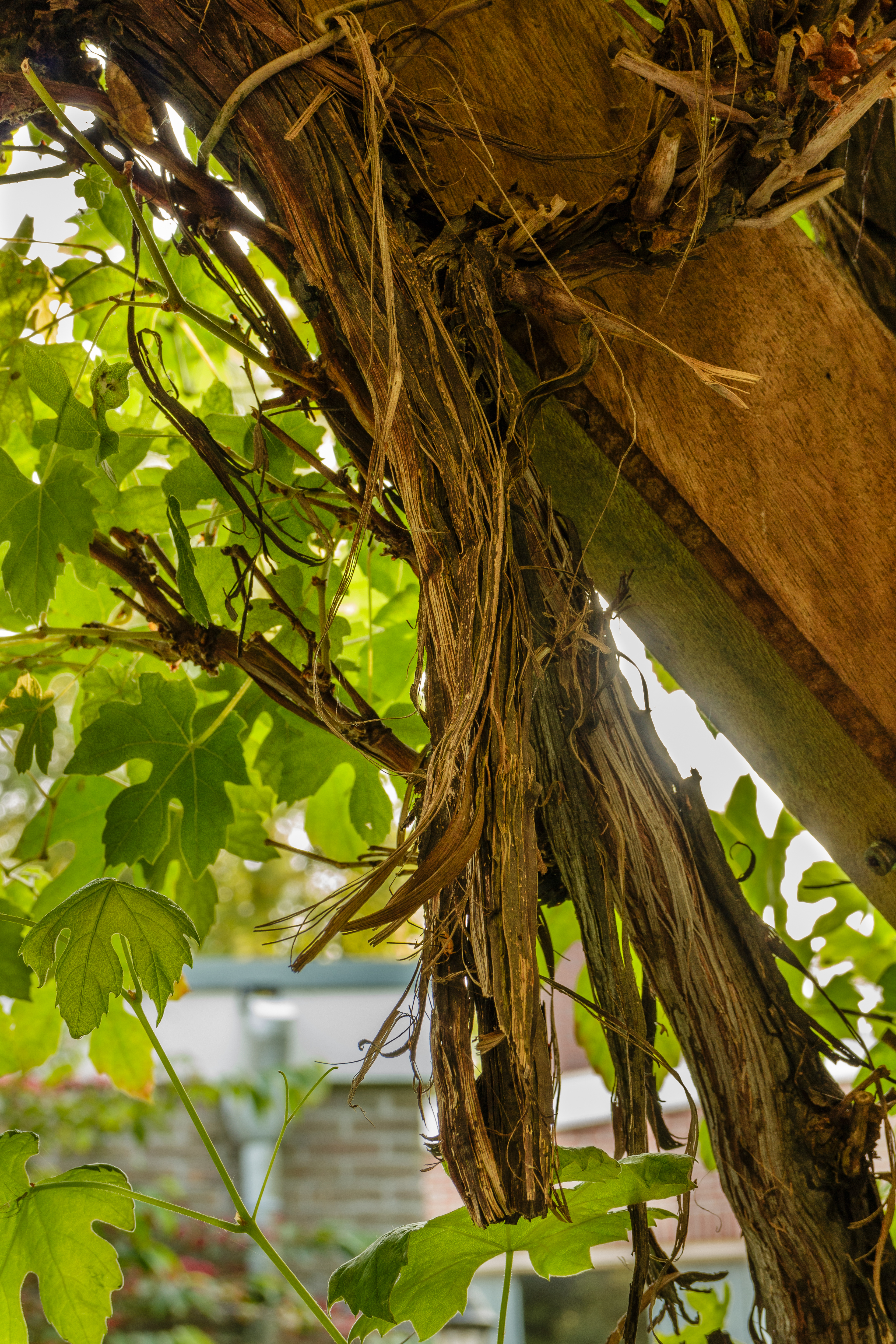 Historical botanical illustration of Vicia Villosa