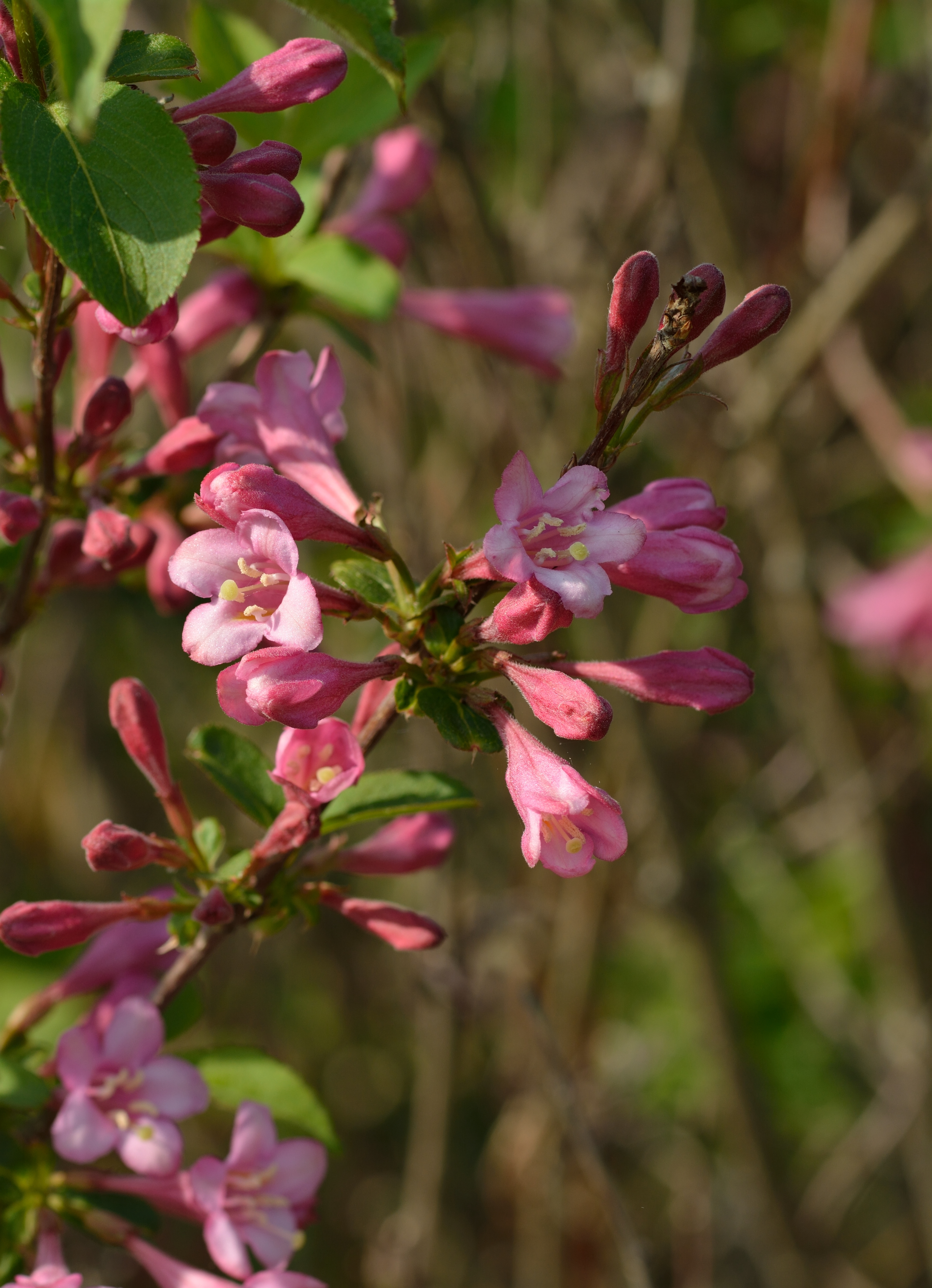 Historical botanical illustration of Weigela Floribunda