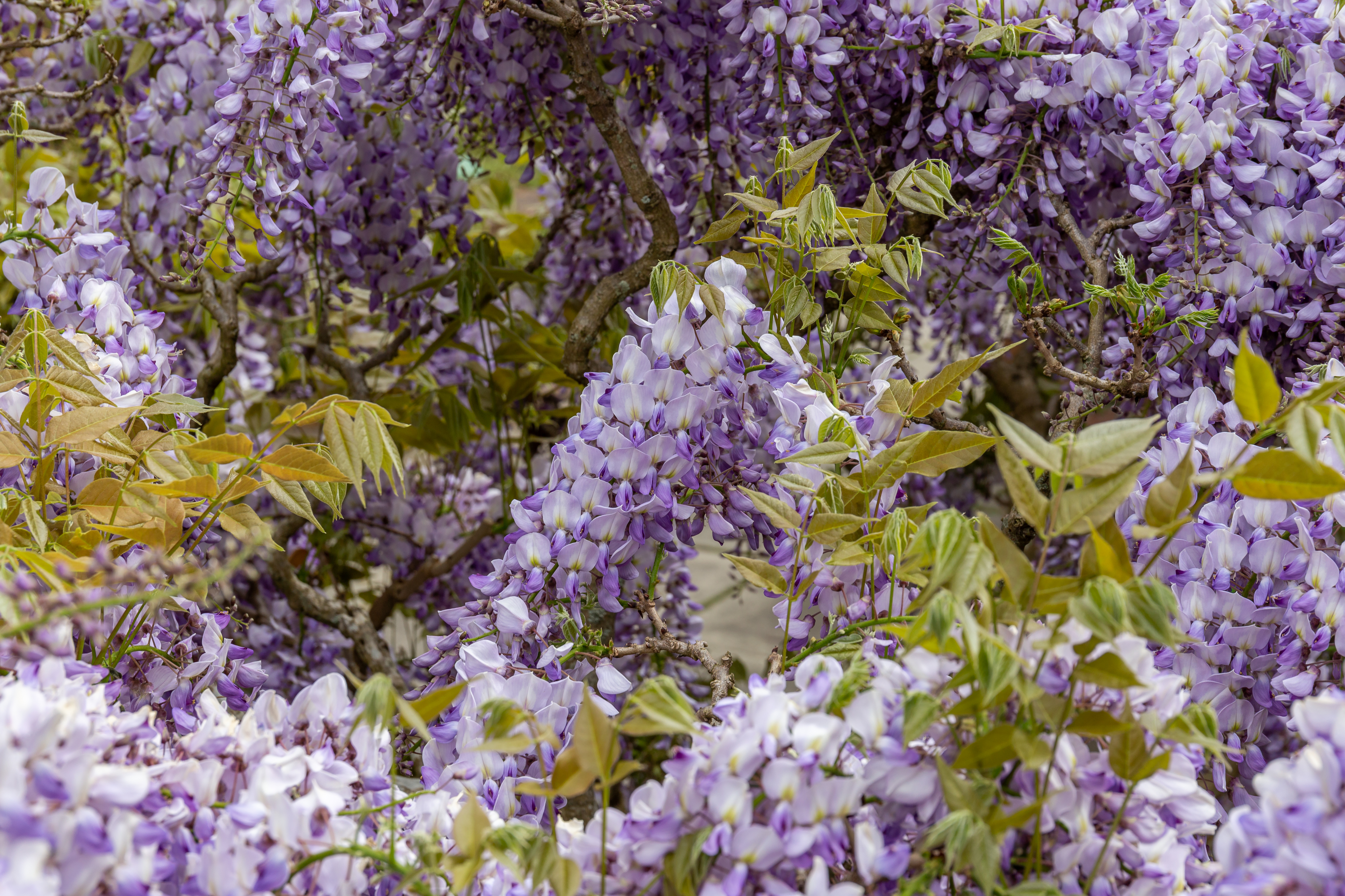 Historical botanical illustration of Chinese Wisteria